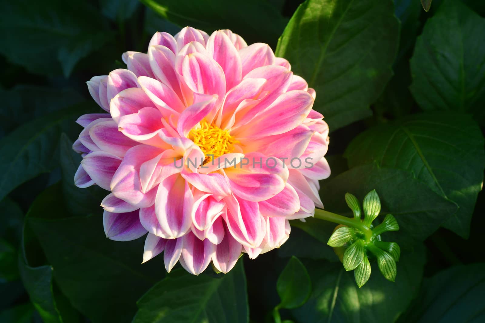 Closeup of Beautiful dahlia flower in full bloom in the garden.