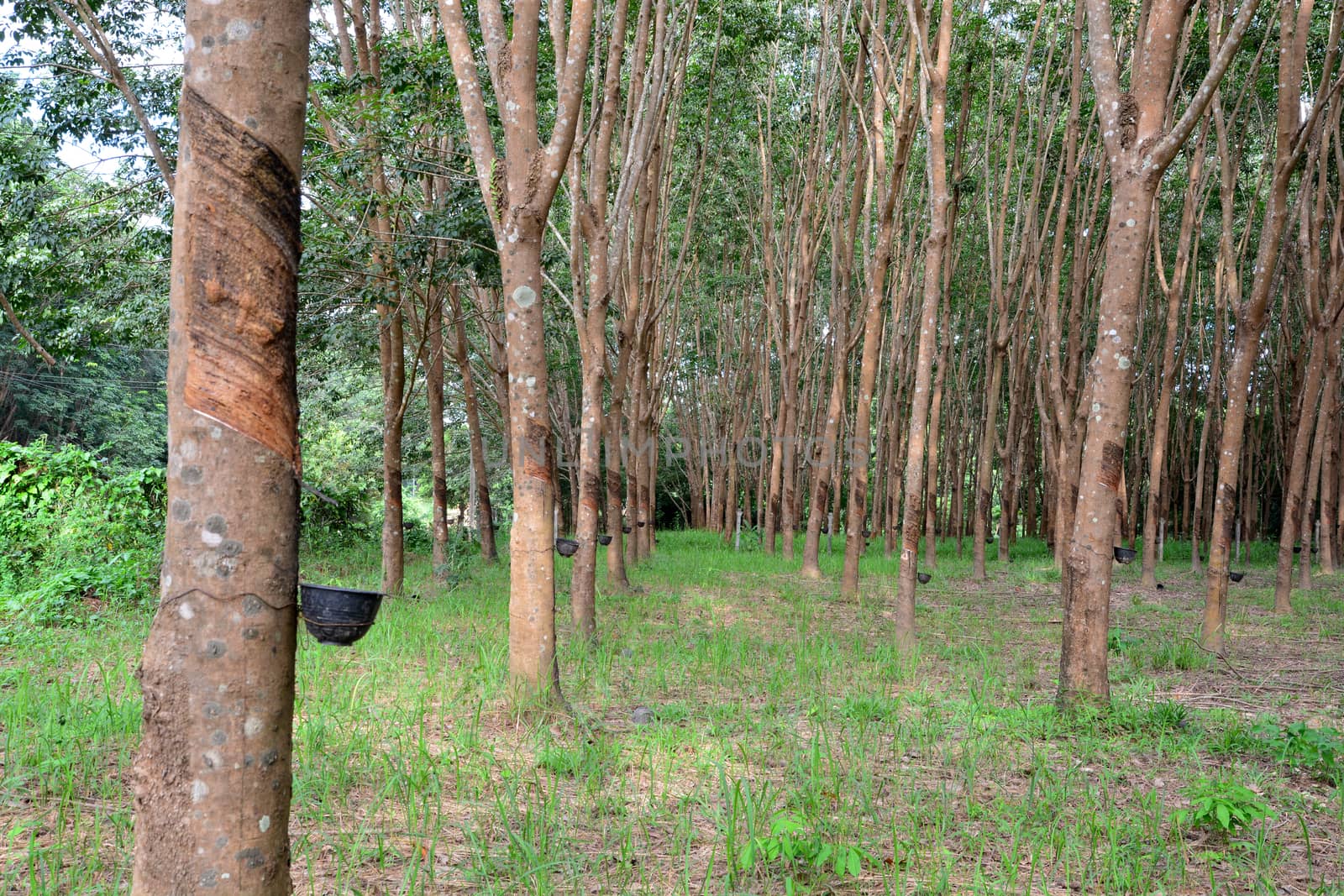 Row of para rubber tree in plantation, Rubber tapping