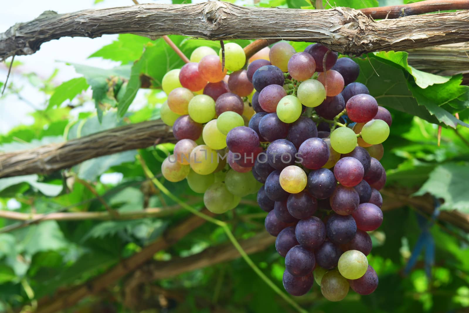 the grape varieties black opal in the vineyard