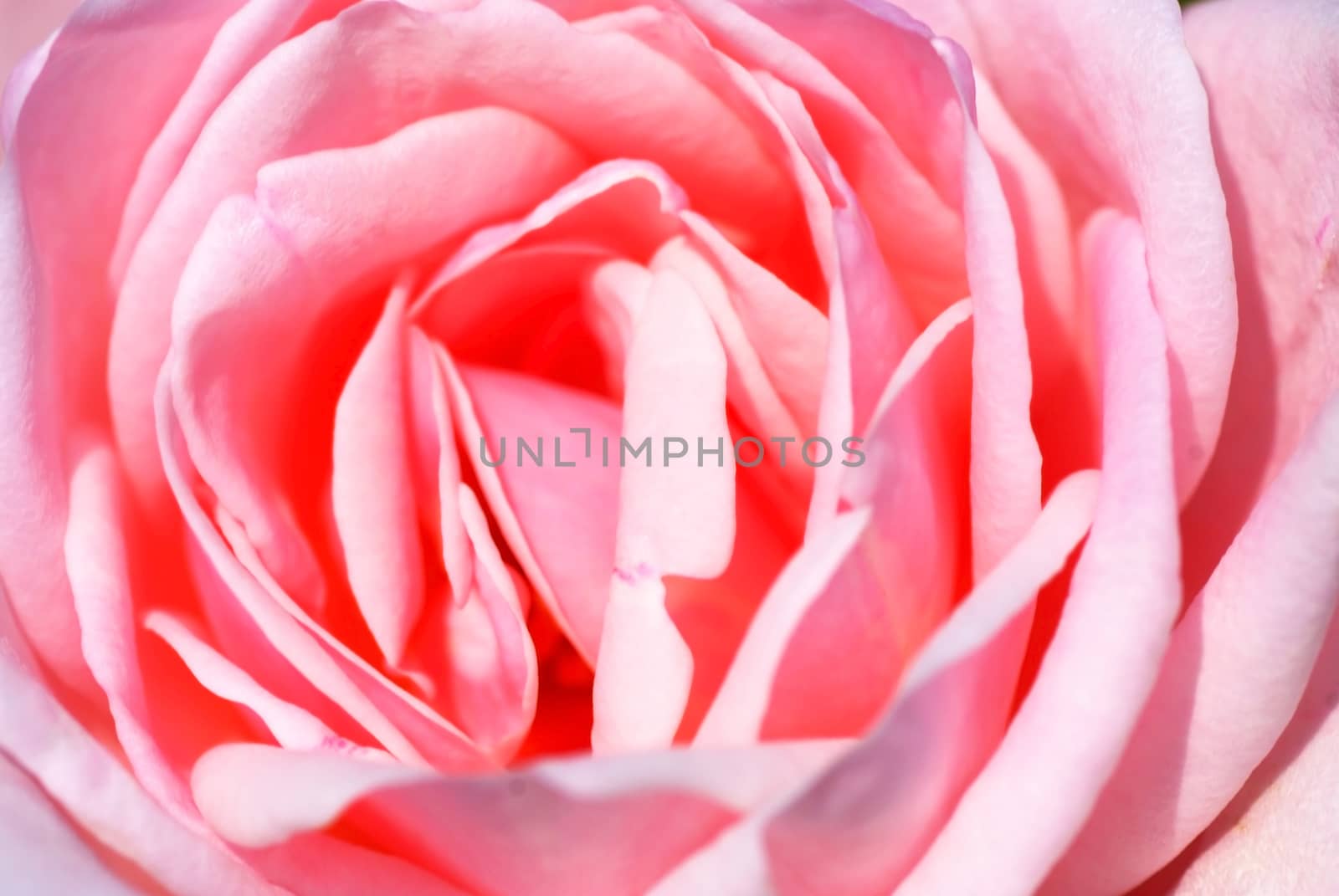 Close up Beautiful pink rose flower very shallow depth of field