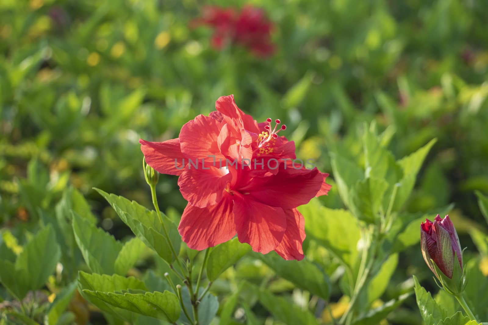 red poppy in the garden