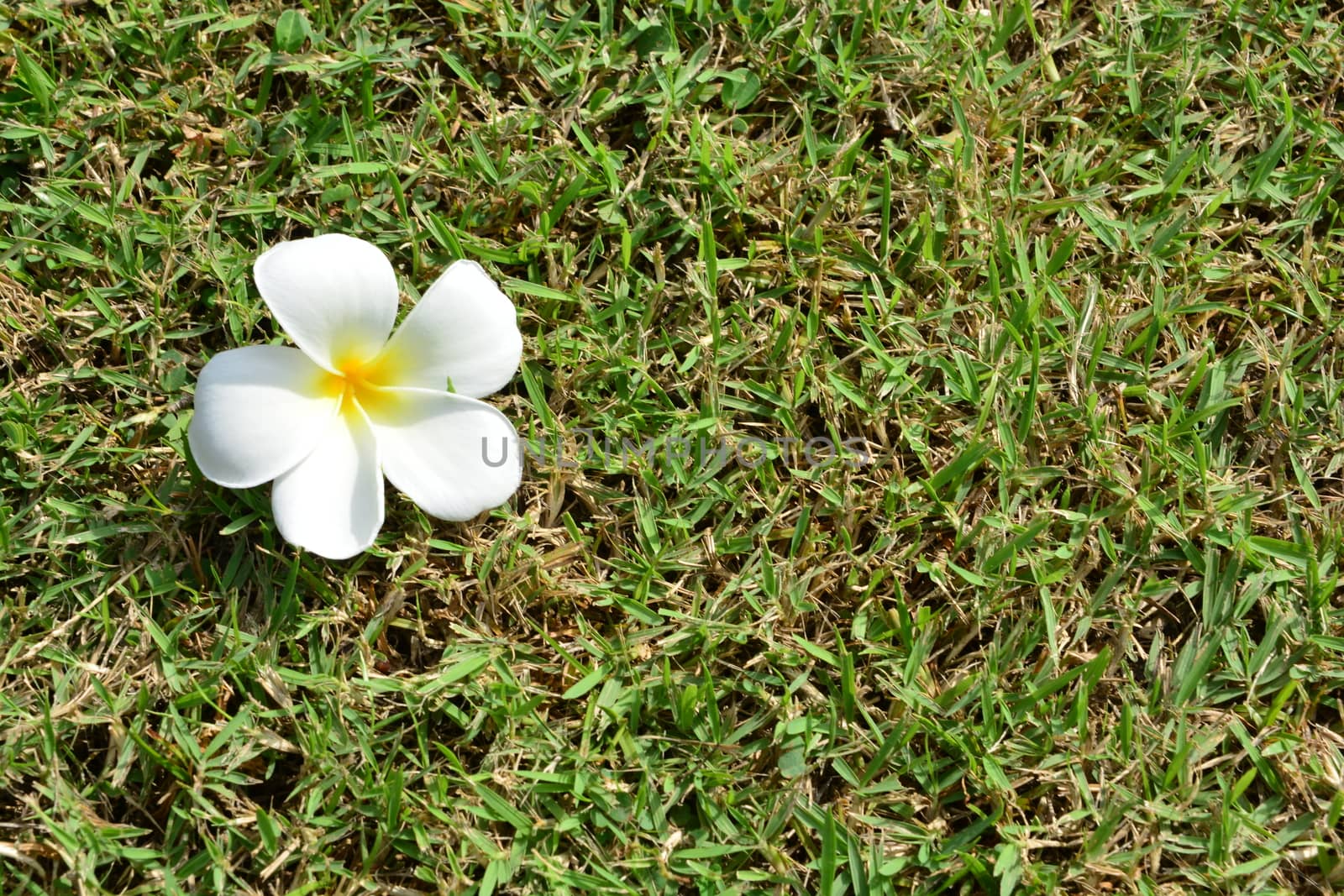 Frangipani, Temple tree,  Plumeria flowers on grass