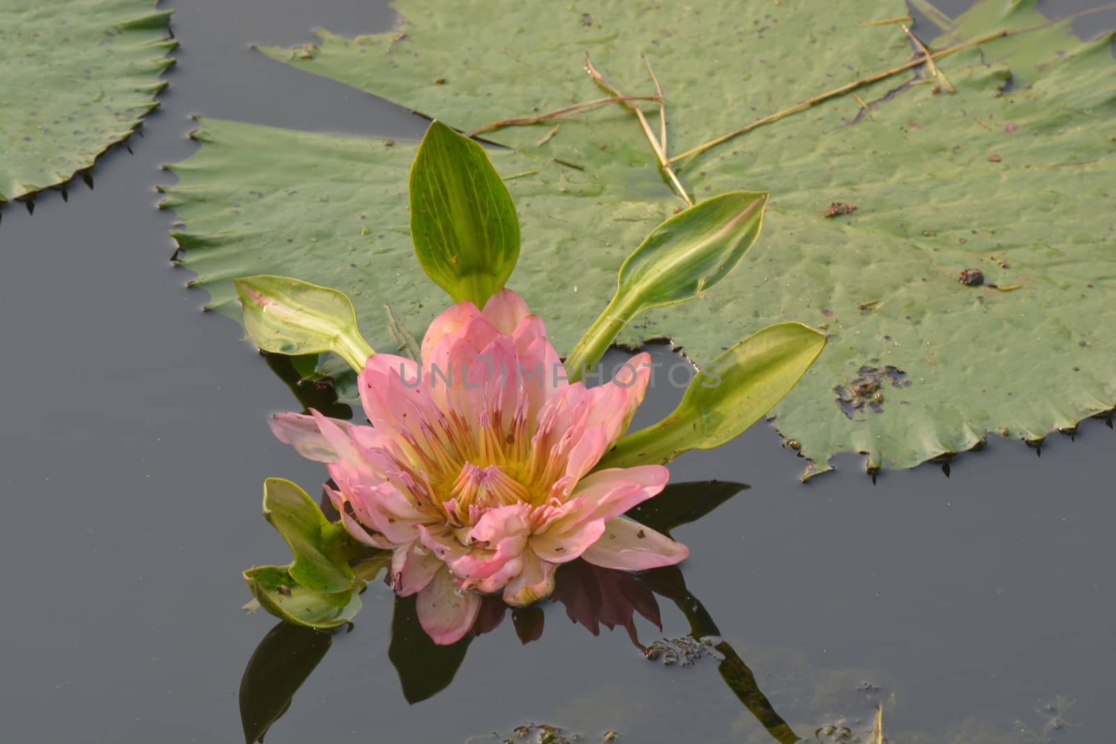 A beautiful old rose water lily  or lotus flower in pond by ideation90