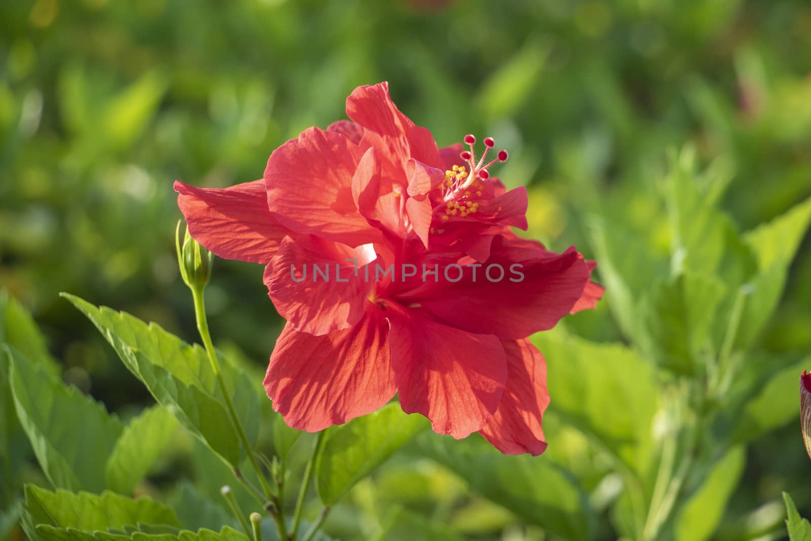 red poppy in the garden by tang9555