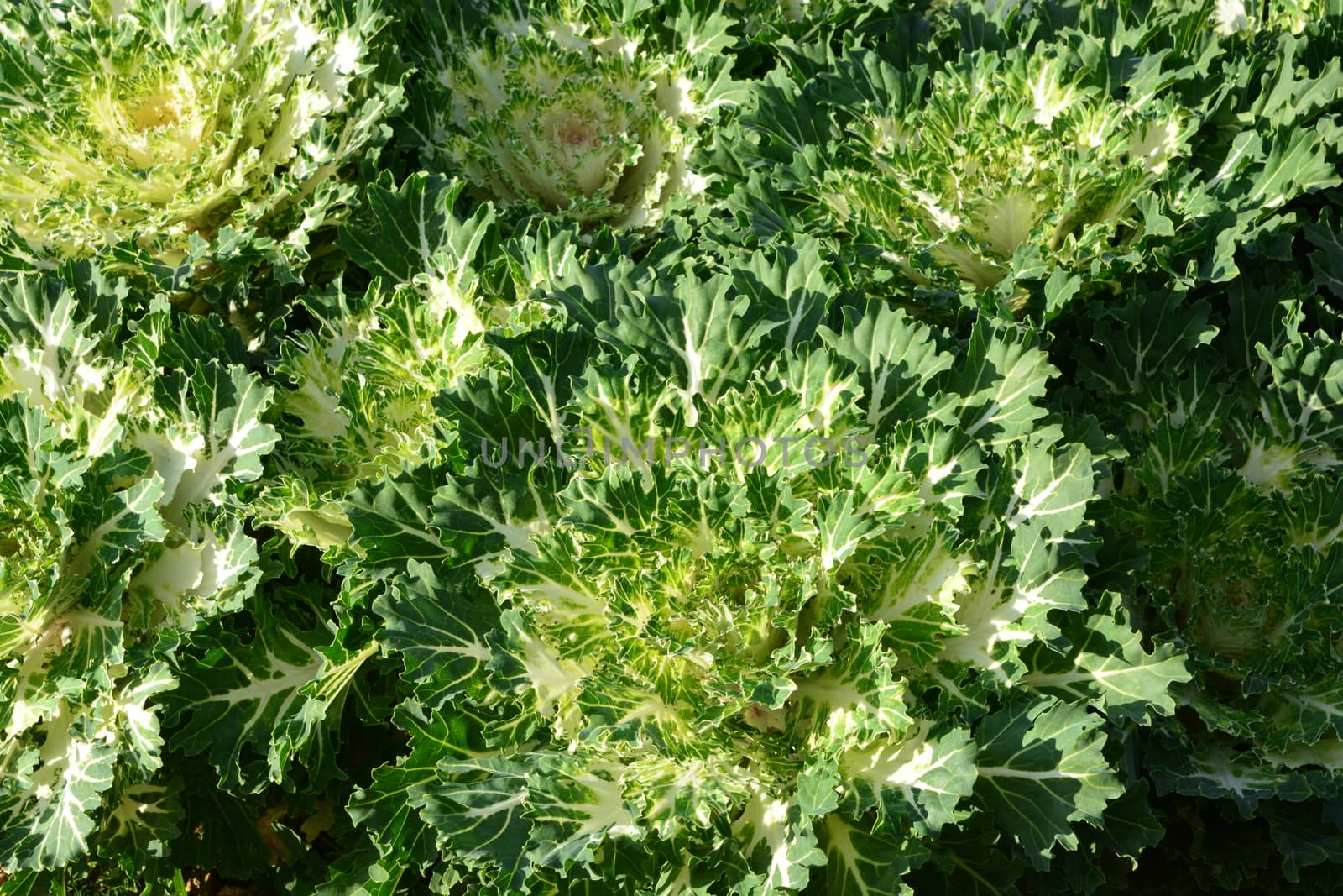 Cabbage Ornamental
