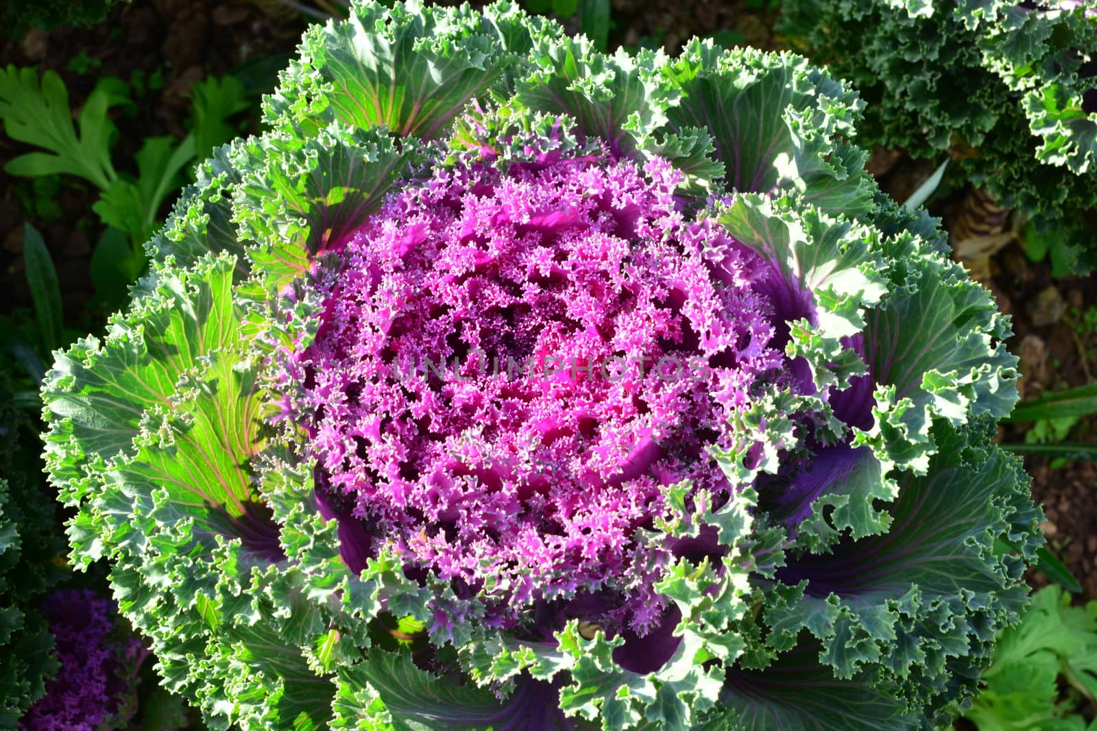 Cabbage Ornamental by ideation90