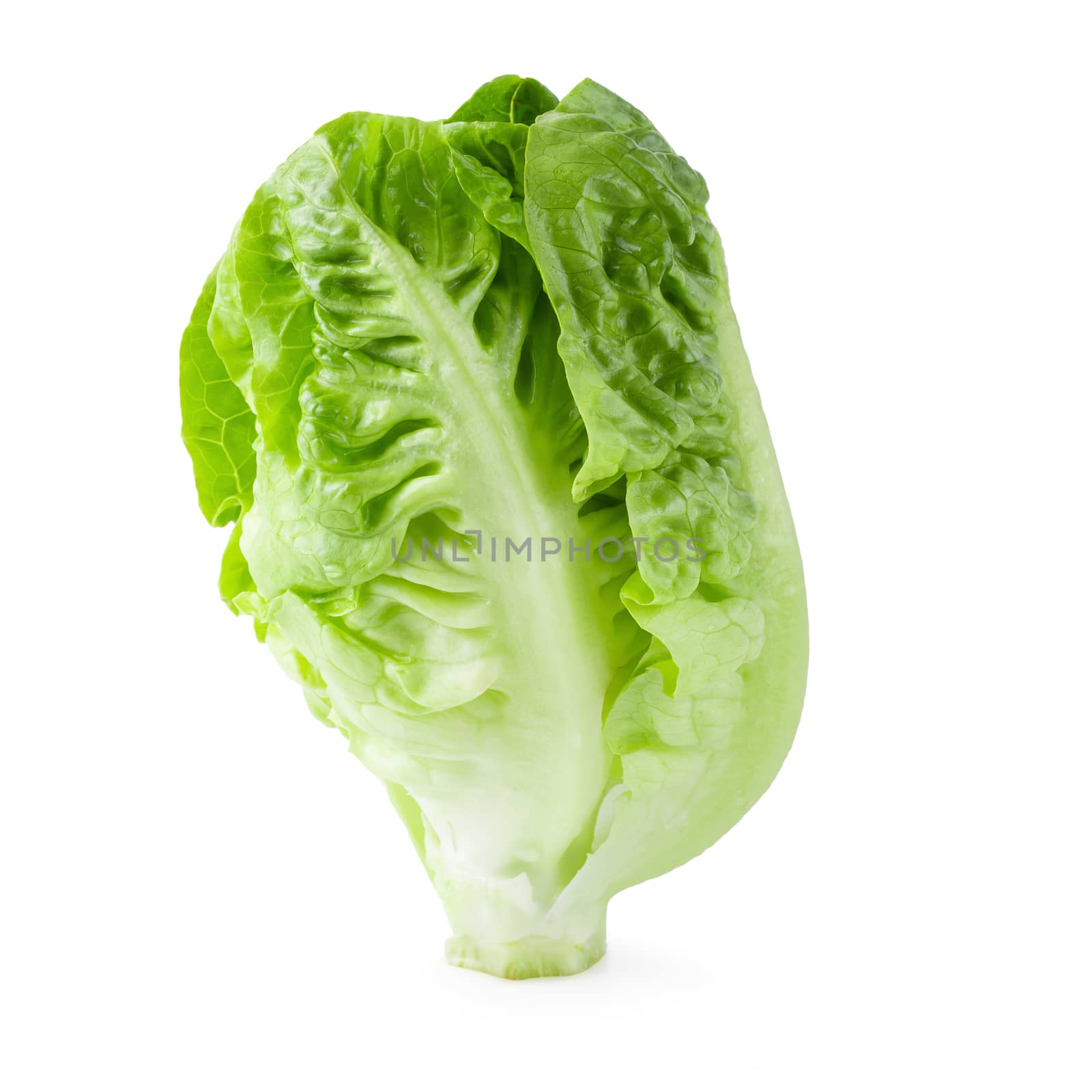 fresh baby Cos Lettuce Isolated on a White Background.