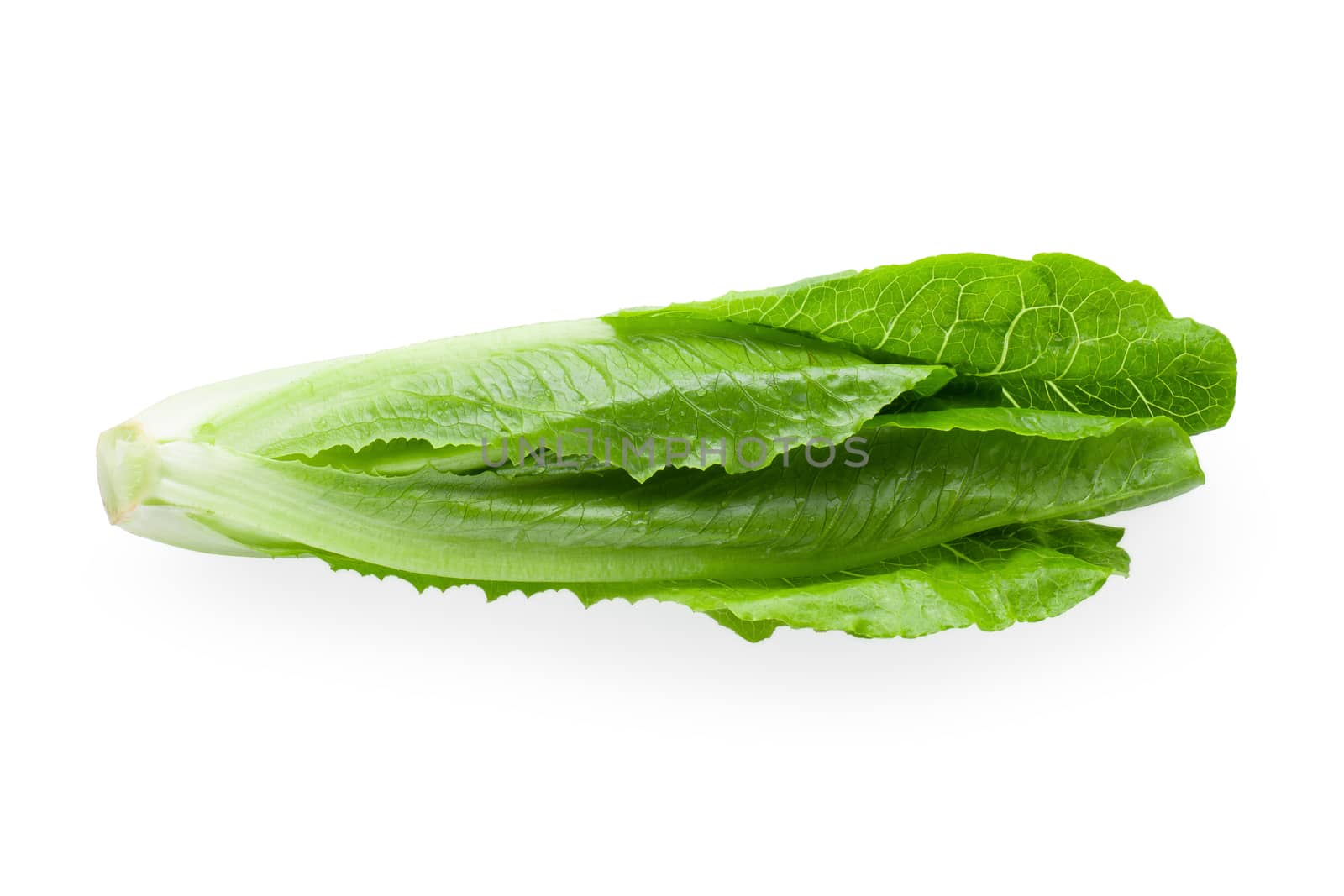 Cos Lettuce Isolated over the White Background. by kaiskynet