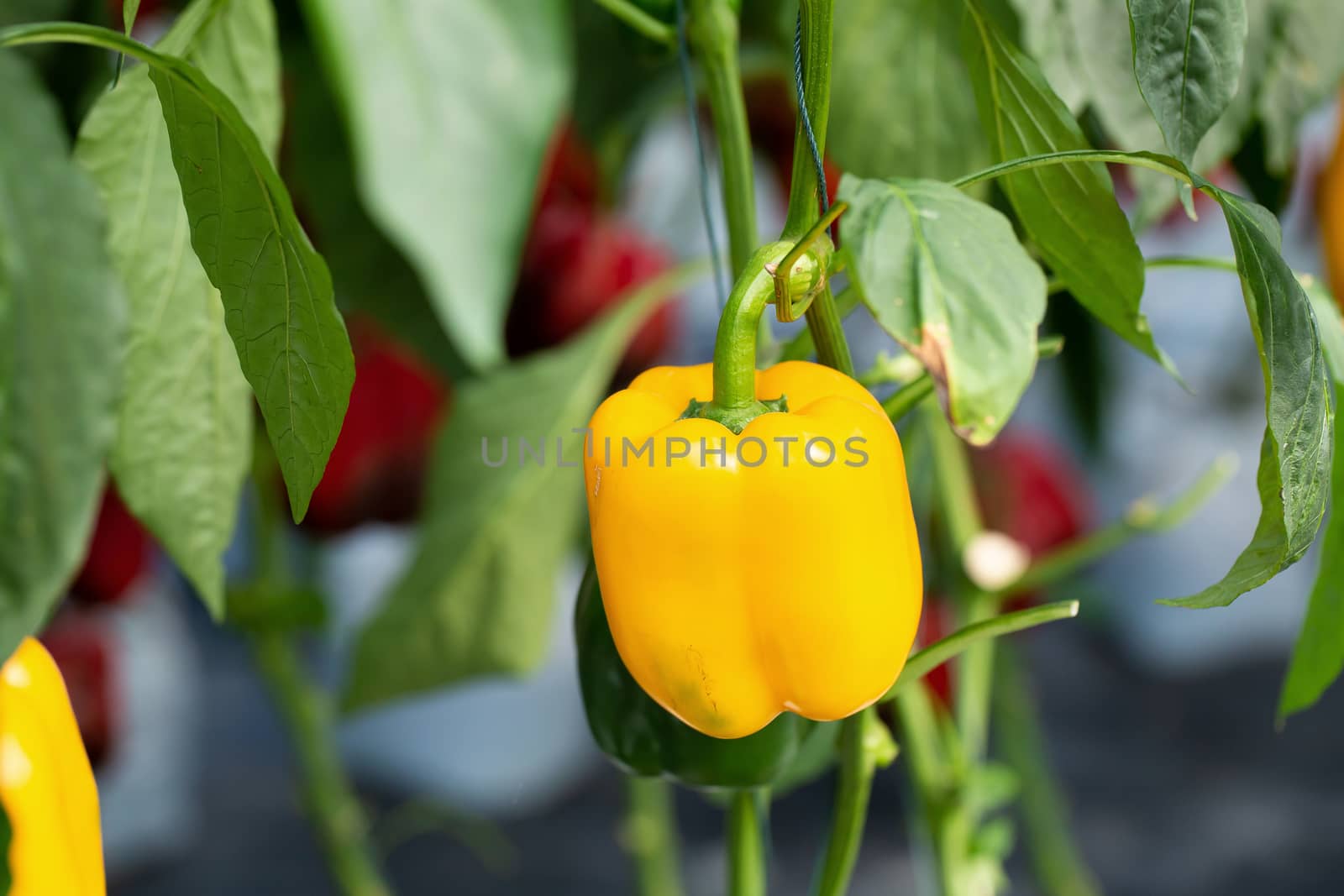 Yellow bell peppers hanging on tree in the agricultural farm.