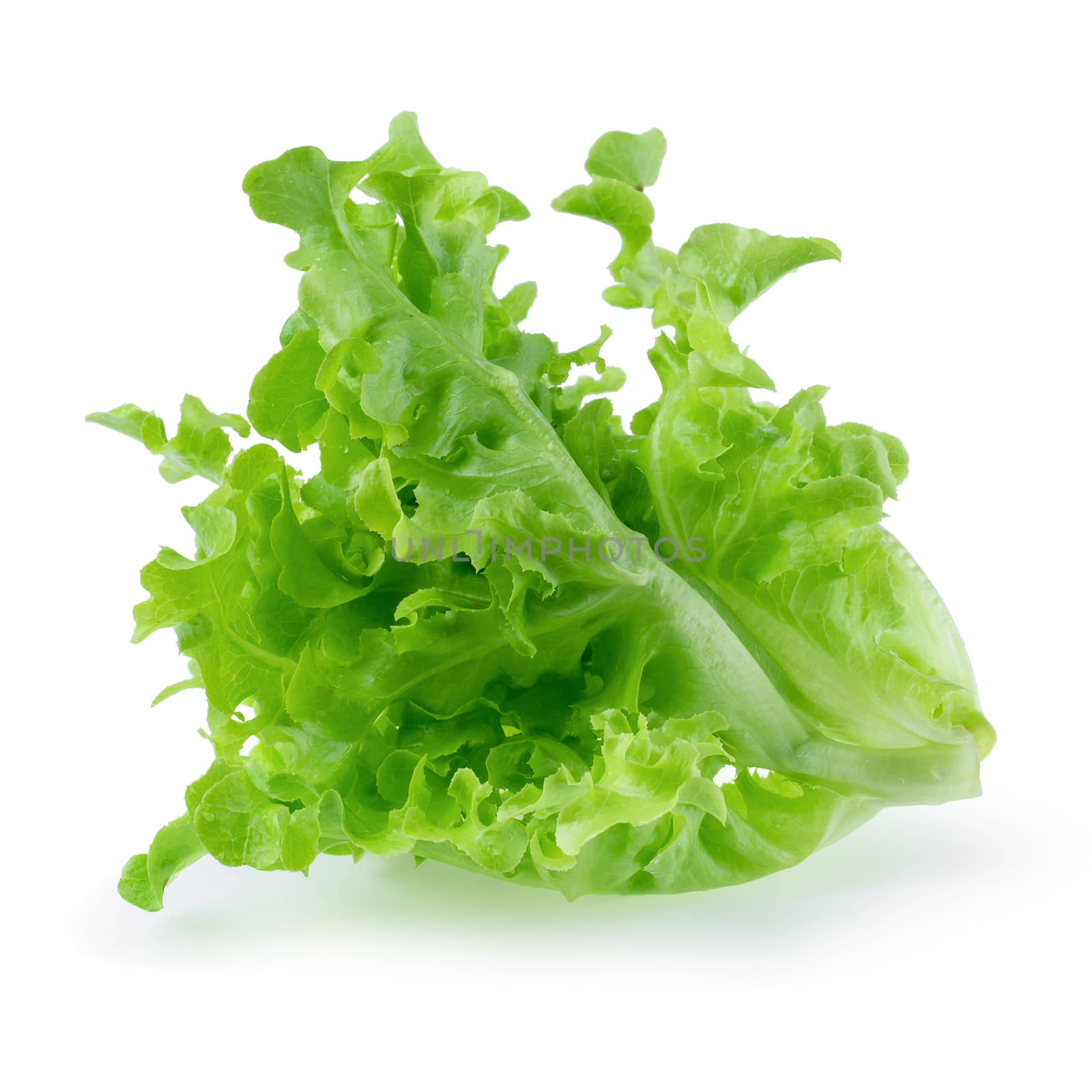 Green oak leaf lettuce isolated over white background.