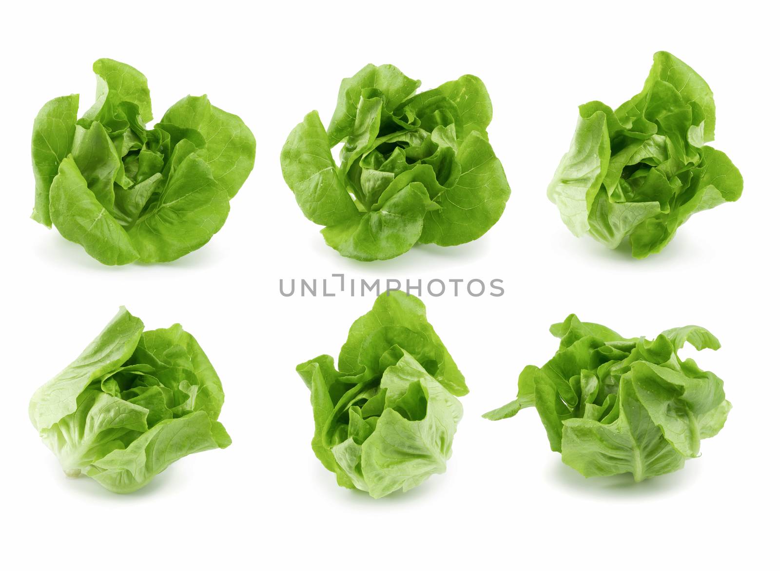 Fresh butterhead salad isolated on white background.