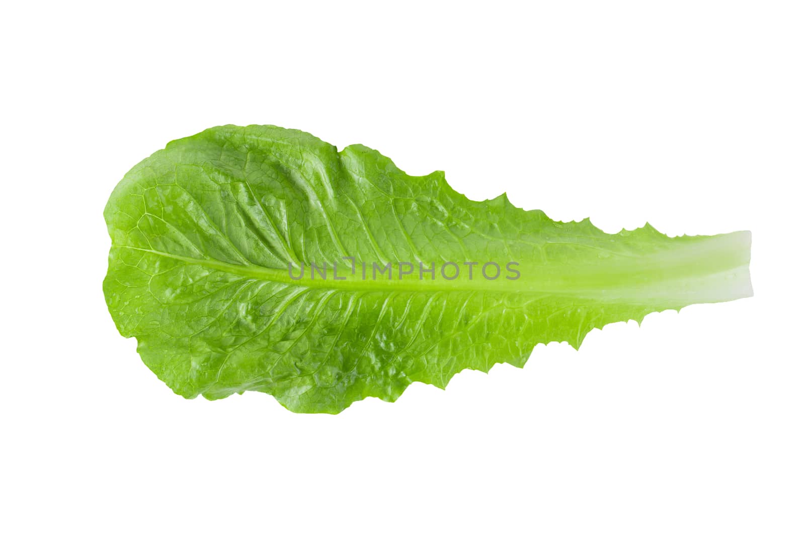 Cos Lettuce Isolated on a White Background.