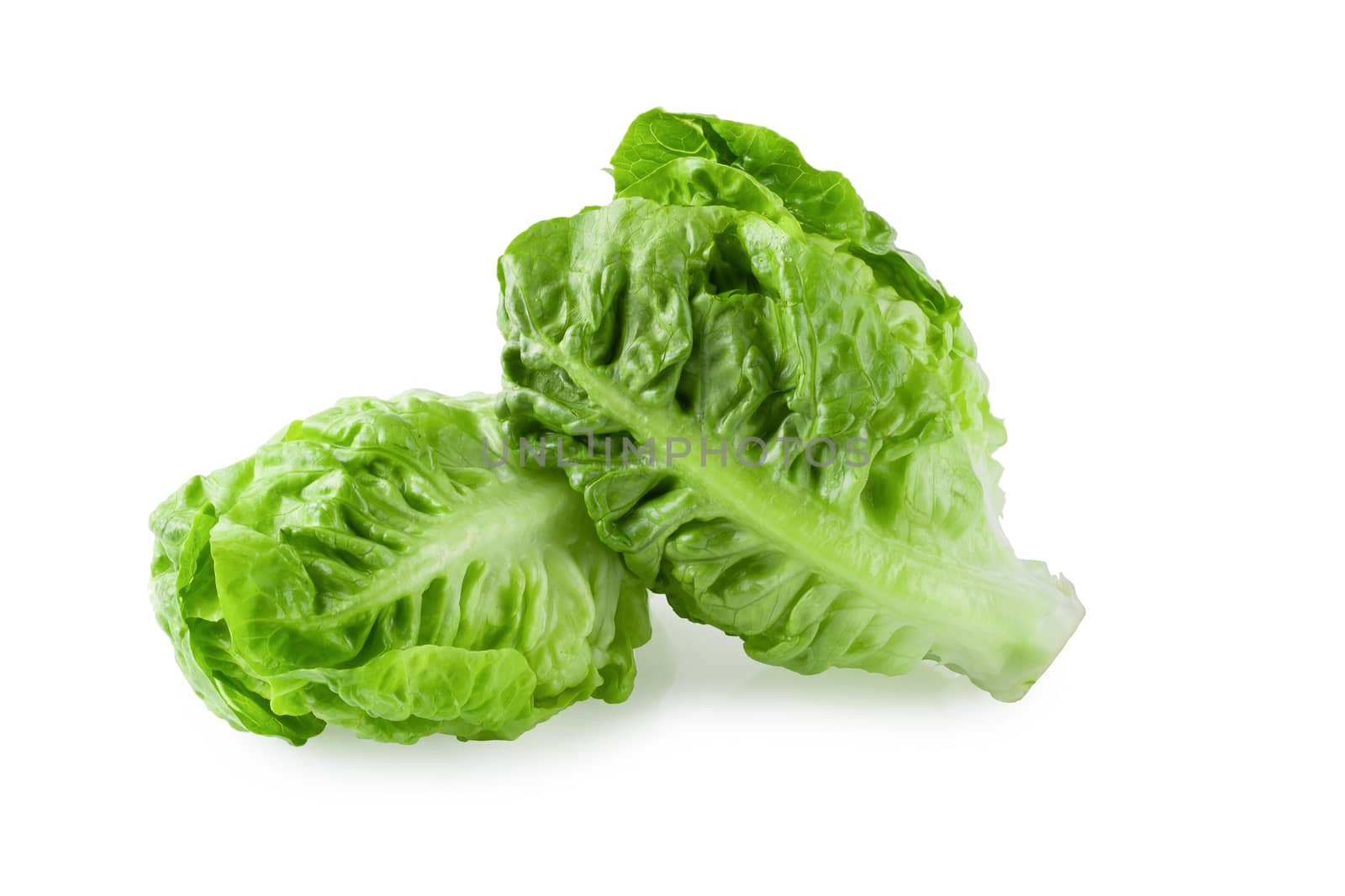 fresh baby Cos Lettuce Isolated on a White Background.