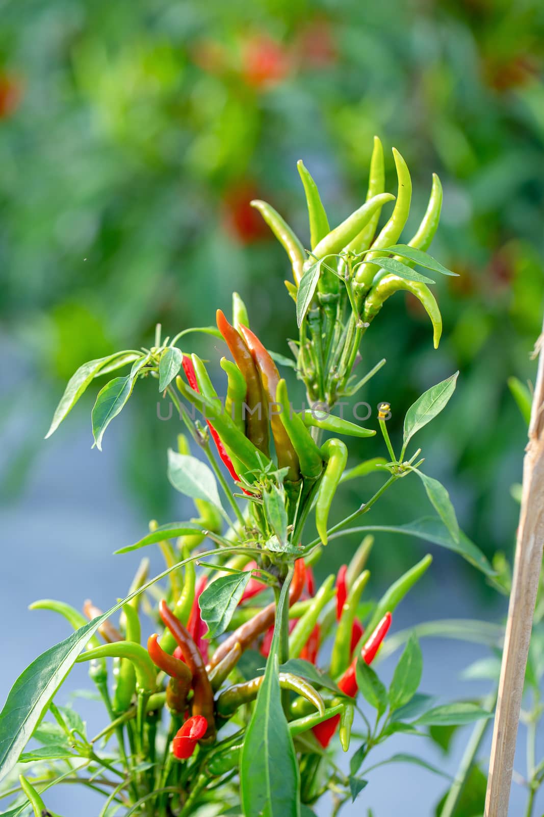 Ripe Red and Green chilli on a tree, Green chilies grows in the garden.