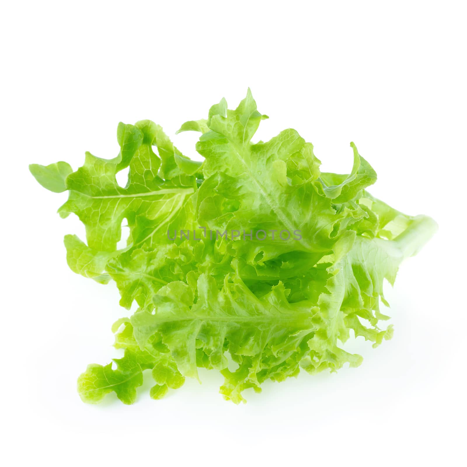 Green oak leaf lettuce isolated on a white background by kaiskynet