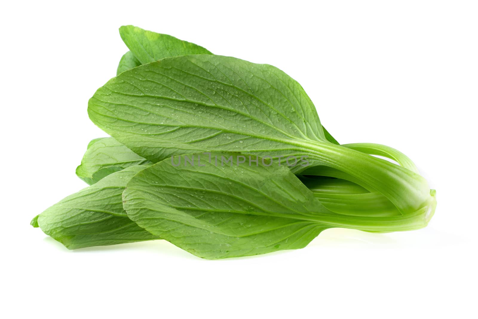 Bok choy cabbage isolated over white background.