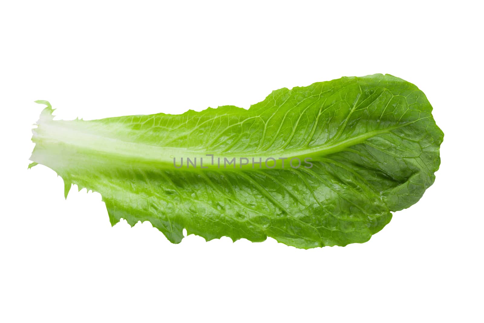 Cos Lettuce Isolated on a White Background.