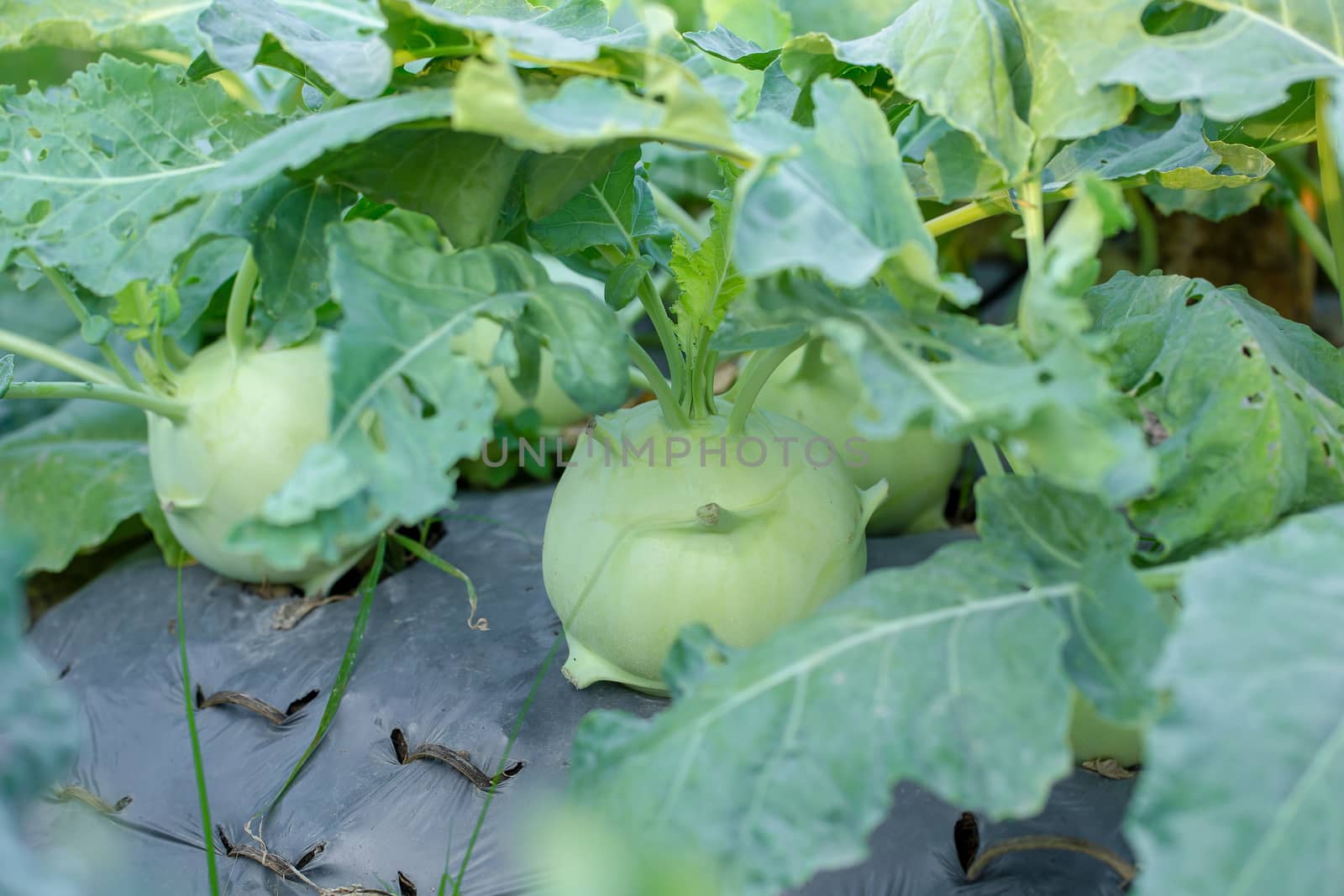 Kohlrabi cabbage or turnip plant growing in the agricultural farm.
