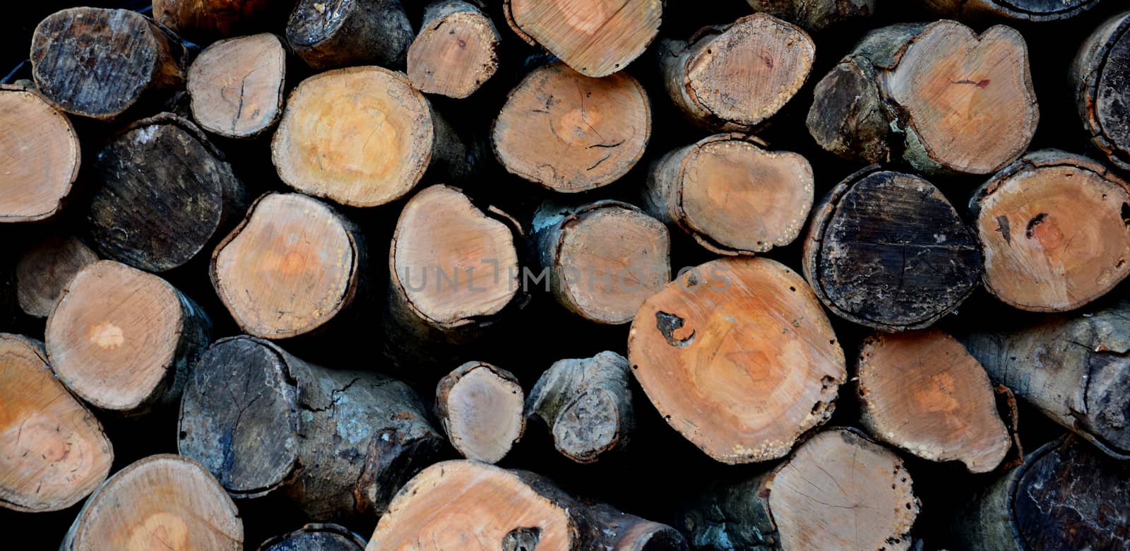 tree wood texture background