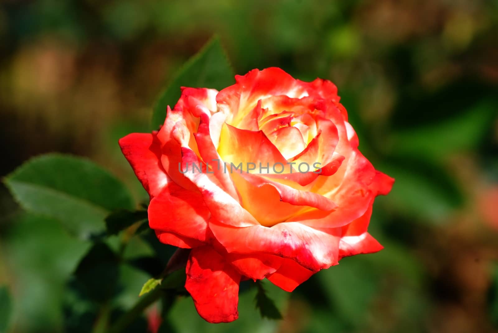 Close up Beautiful  rose flower very shallow depth of field