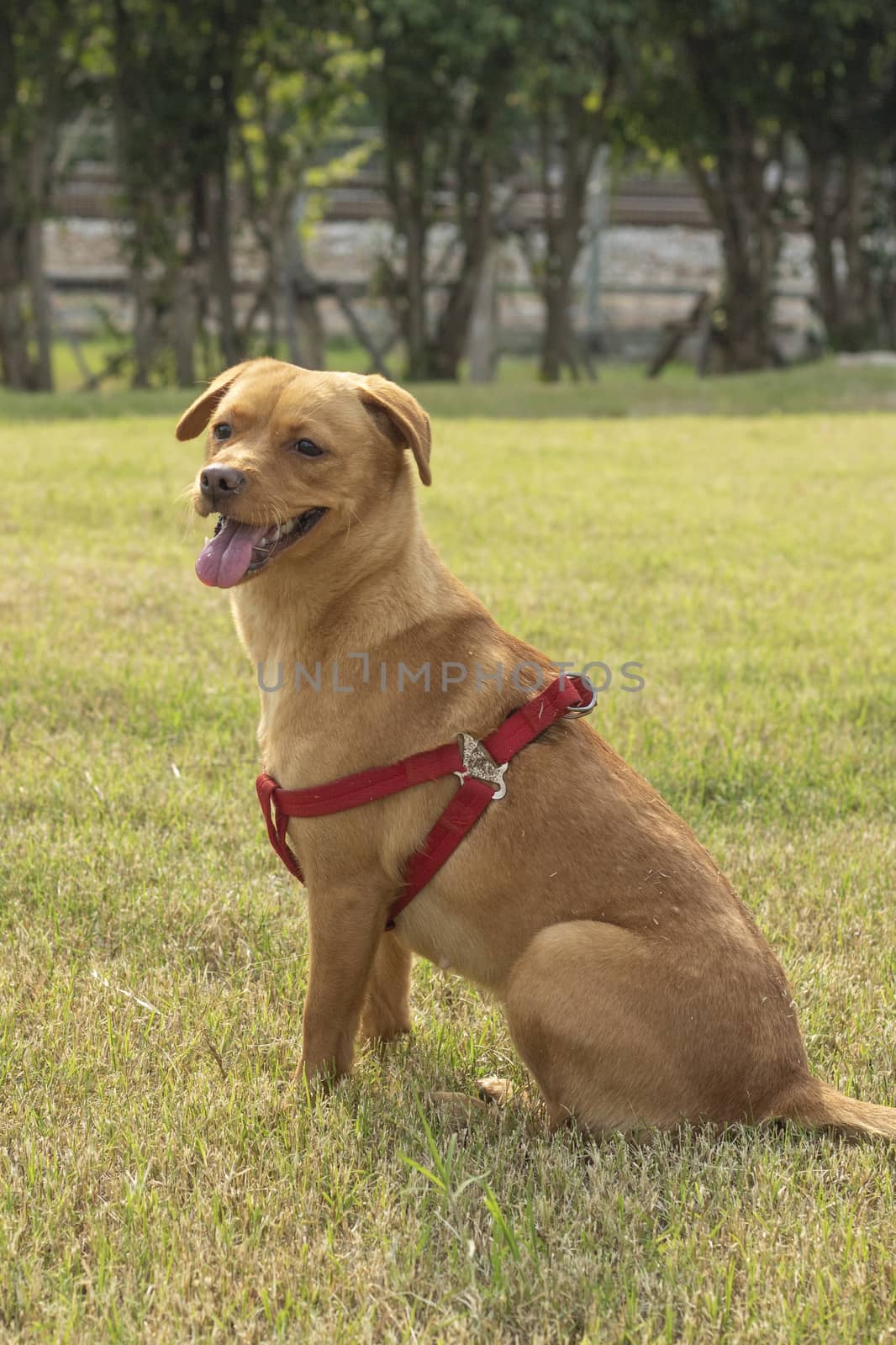 golden retriever running by tang9555