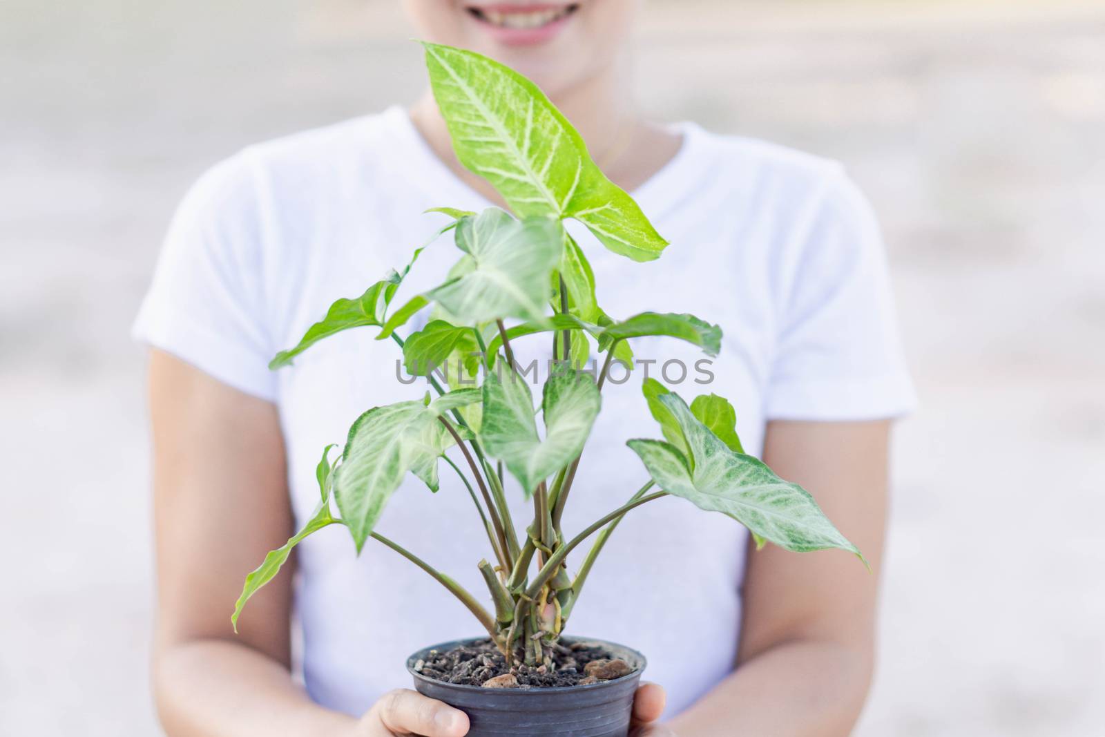 Woman hand holding fresh green arrowhead vine plant (Syngonium p by pt.pongsak@gmail.com