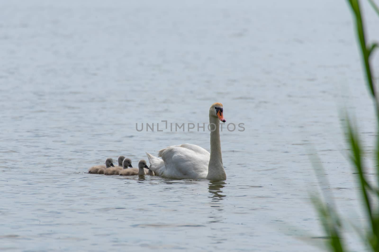 One swan (cygnus) with her swan chicks swimming on the lake Olbersdorfer See near Zittau, Saxony / Germany
