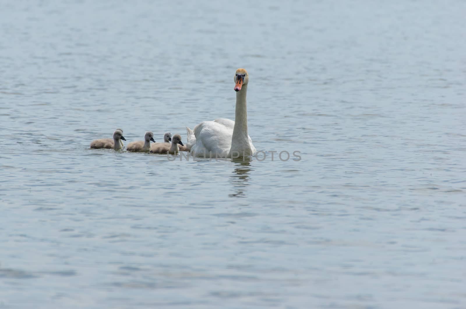 One swan (cygnus) with her swan chicks swimming on the lake Olbersdorfer See near Zittau, Saxony / Germany