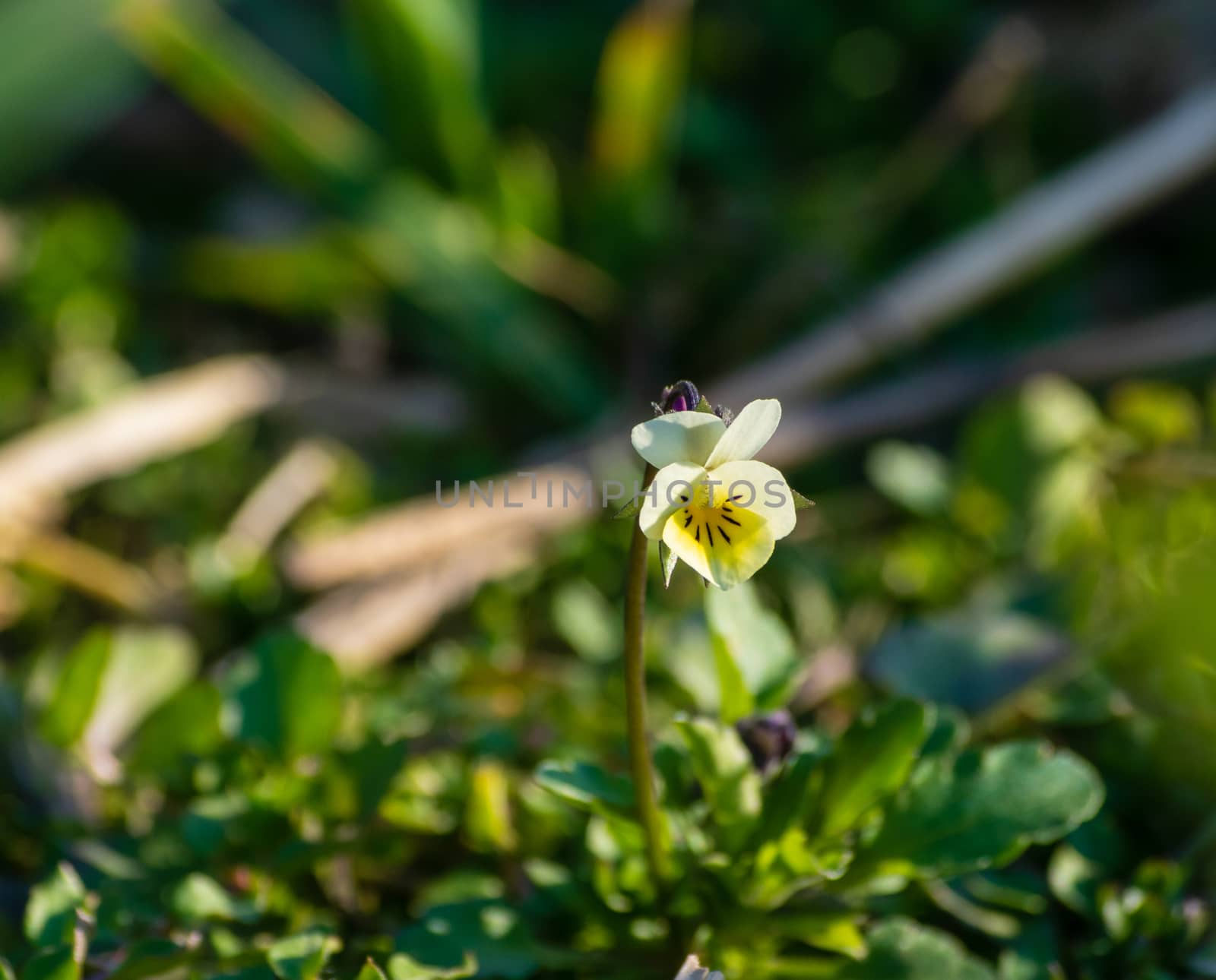 the inconspicuous field pansy might be a future drug to fight cancer