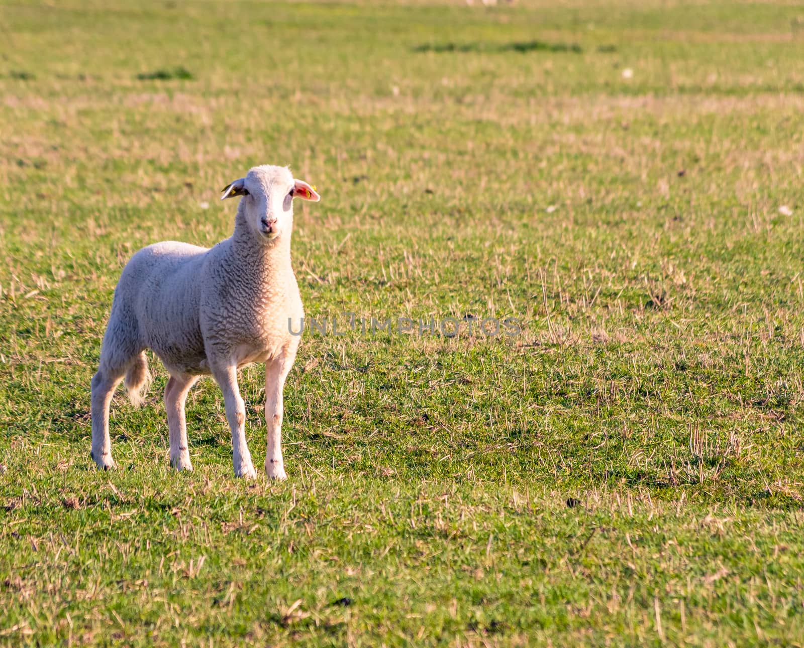 young lamb looking alert towards the photographer