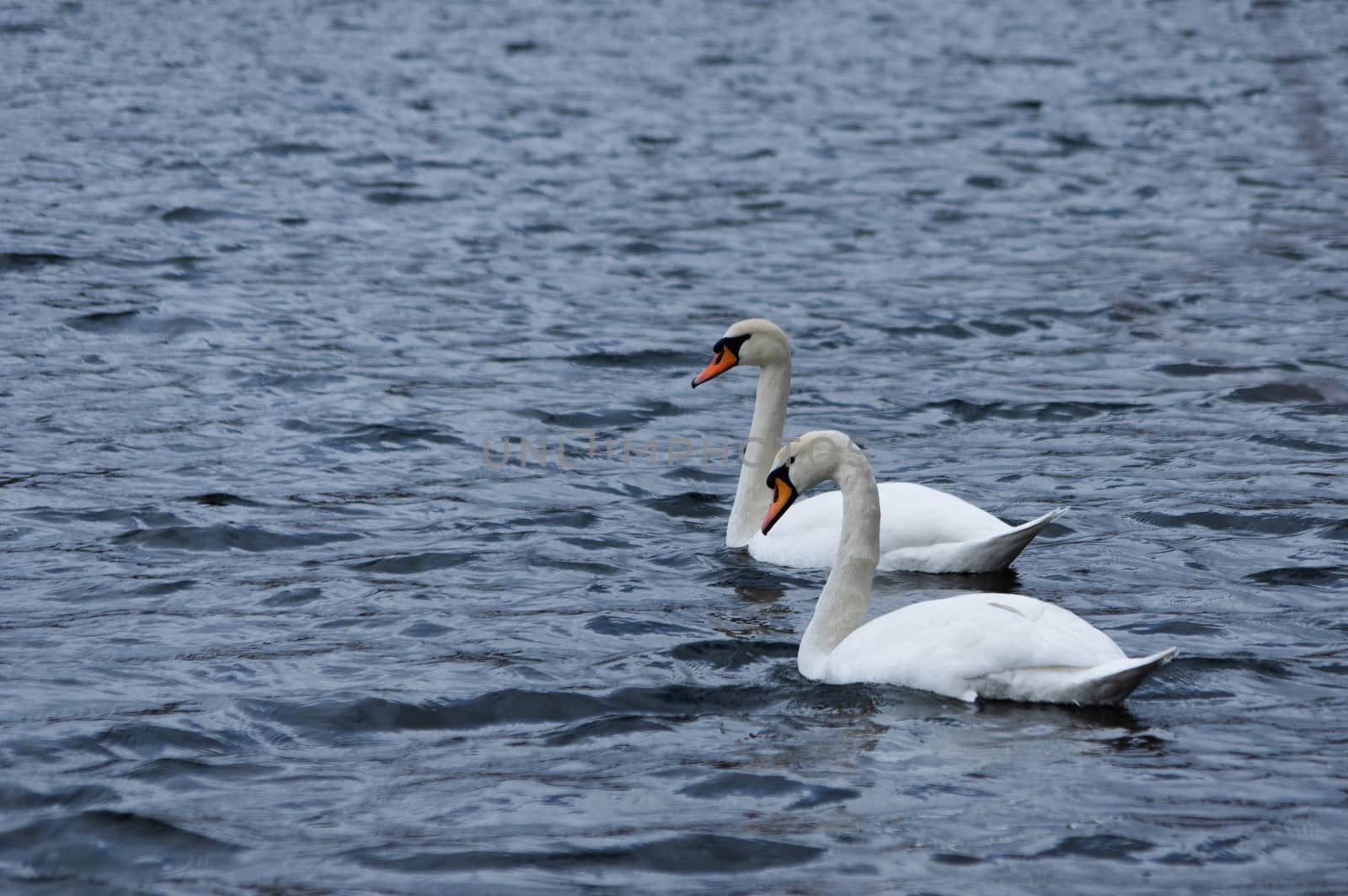 two swans swimming on a lake