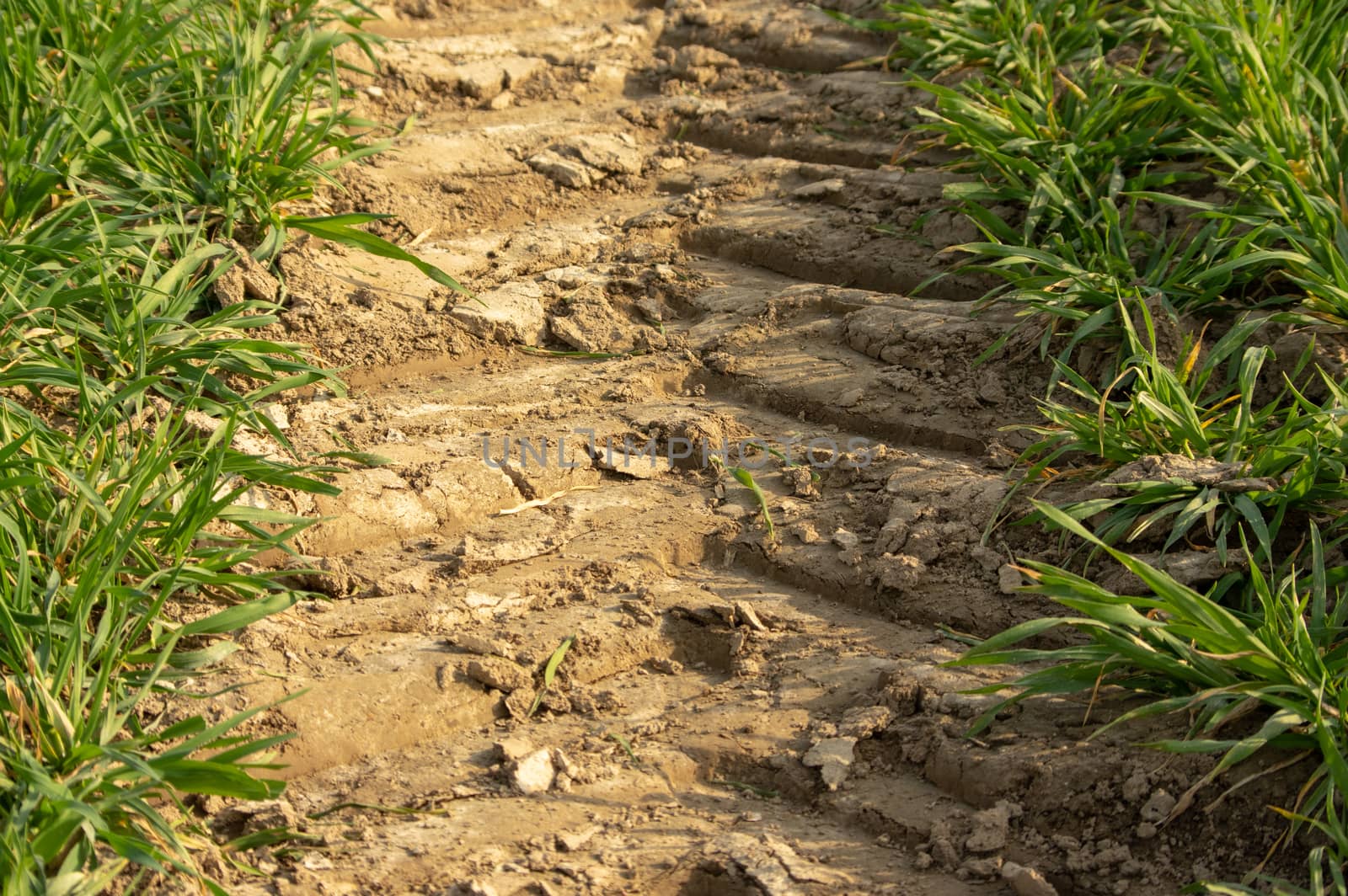 close up of a tire track of a tractor in a field of young wheat during evening sunset