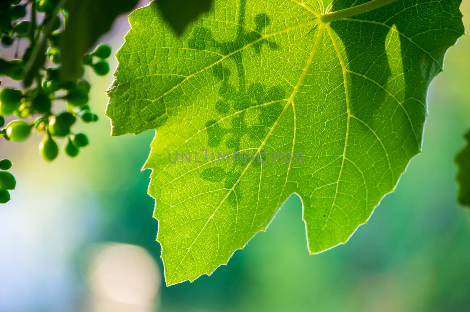 shadow silhouette of unripe grapes against leaf in morning sunshine