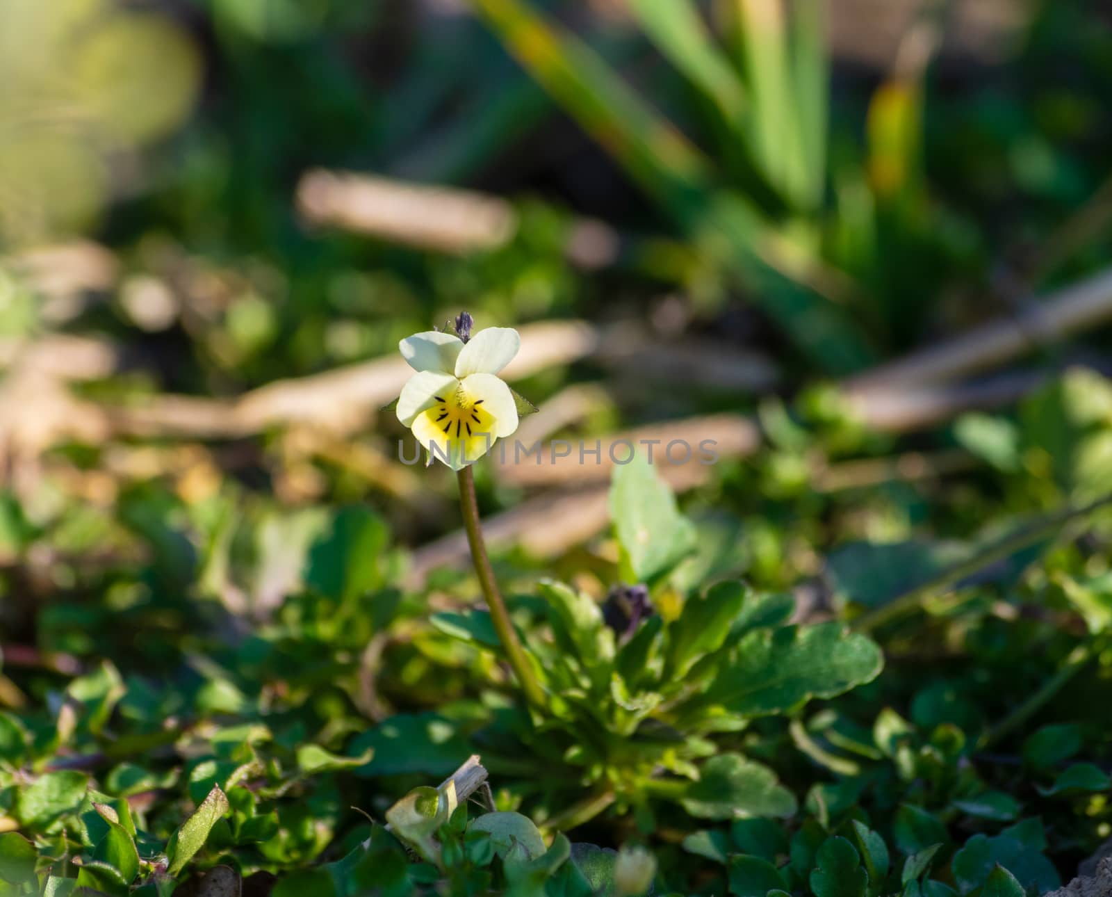 the inconspicuous field pansy might be a future drug to fight cancer