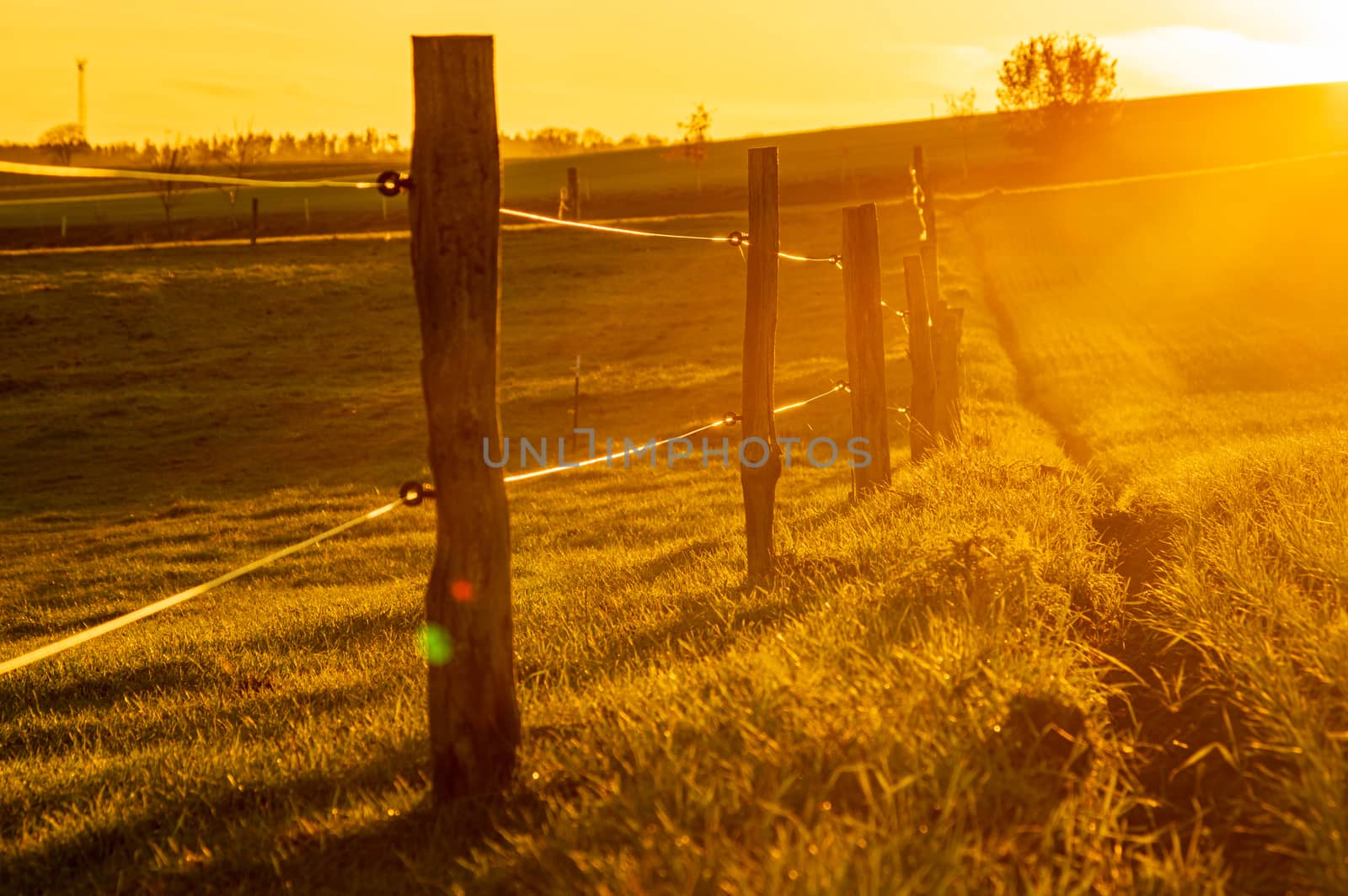 fence posts and wire fence in golden hour sunset light on grass field shot against the sun with selective focus. rural autumn scene in warm sunlight w