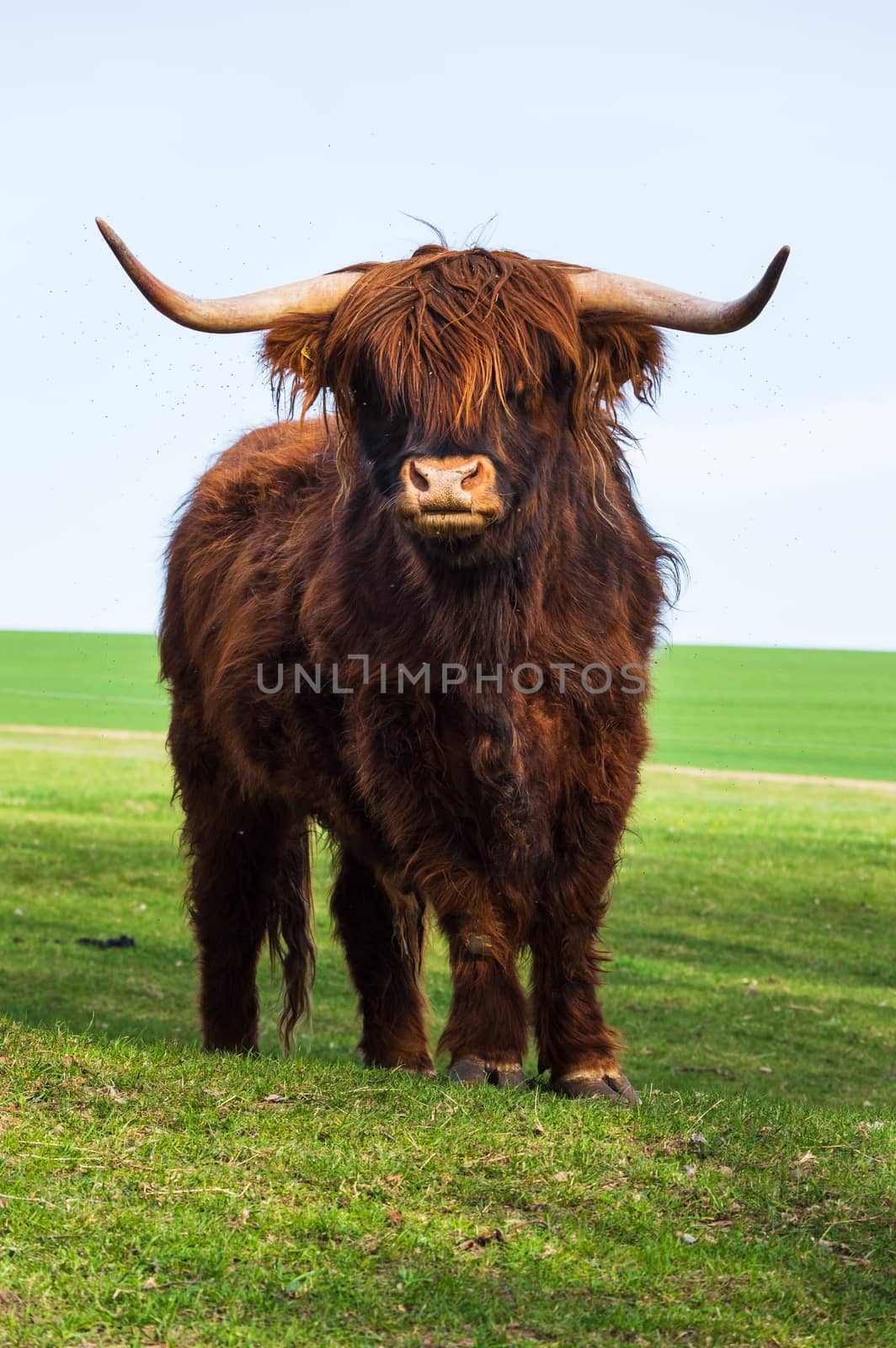 Scottish highland cattle standing on a meadow in spring