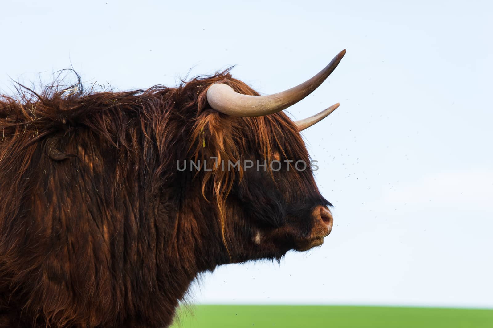 Scottish highland cattle standing on a meadow in spring by MarcoWarm