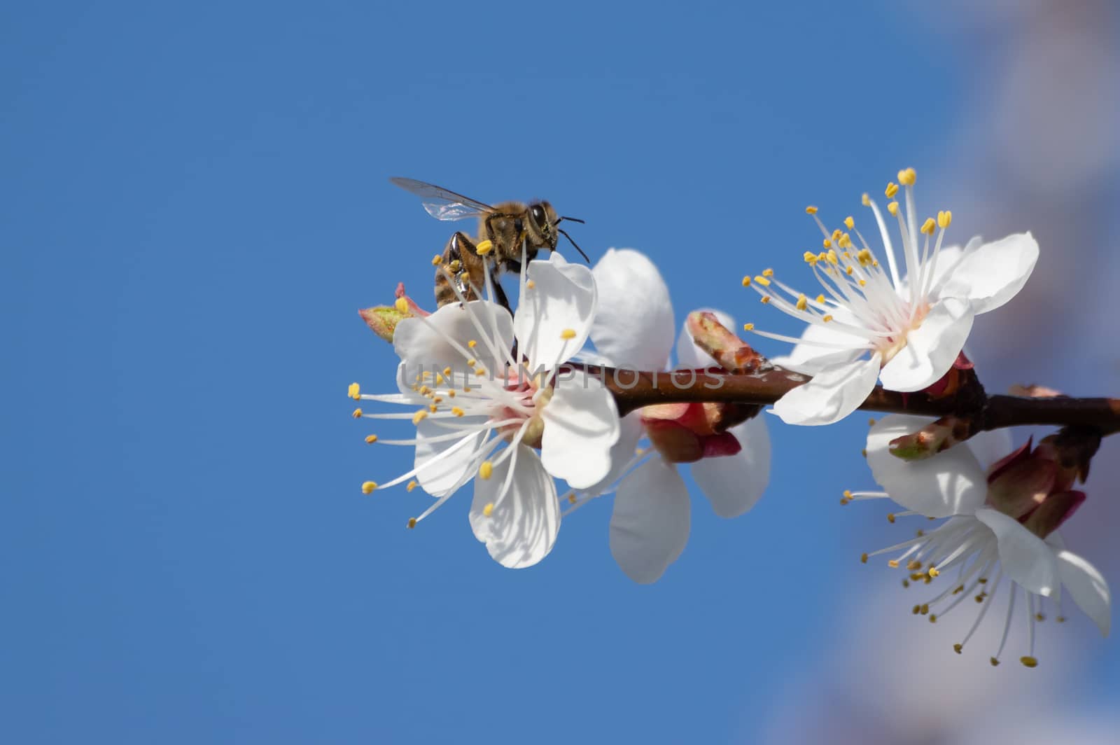 bee sitting on an apricot blossom looking for nectar