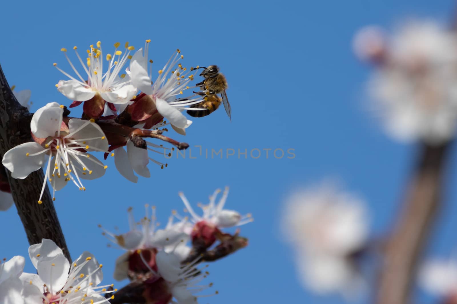 bee sitting on an apricot blossom looking for nectar by MarcoWarm
