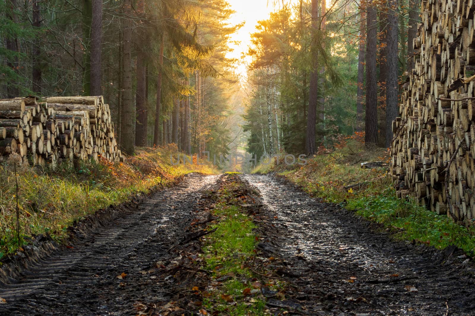 500px Photo ID: 1006652168path in the forest with logs of wood stacked on both sides by MarcoWarm