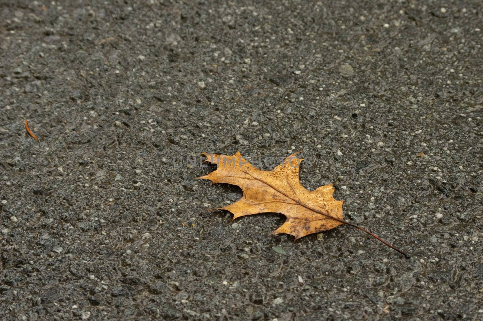 Yellow oak tree leaf on wet tarmac road by MarcoWarm