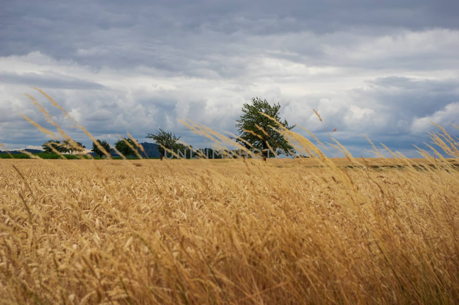 ripe wheat field in front of dramatic sky with storm clouds