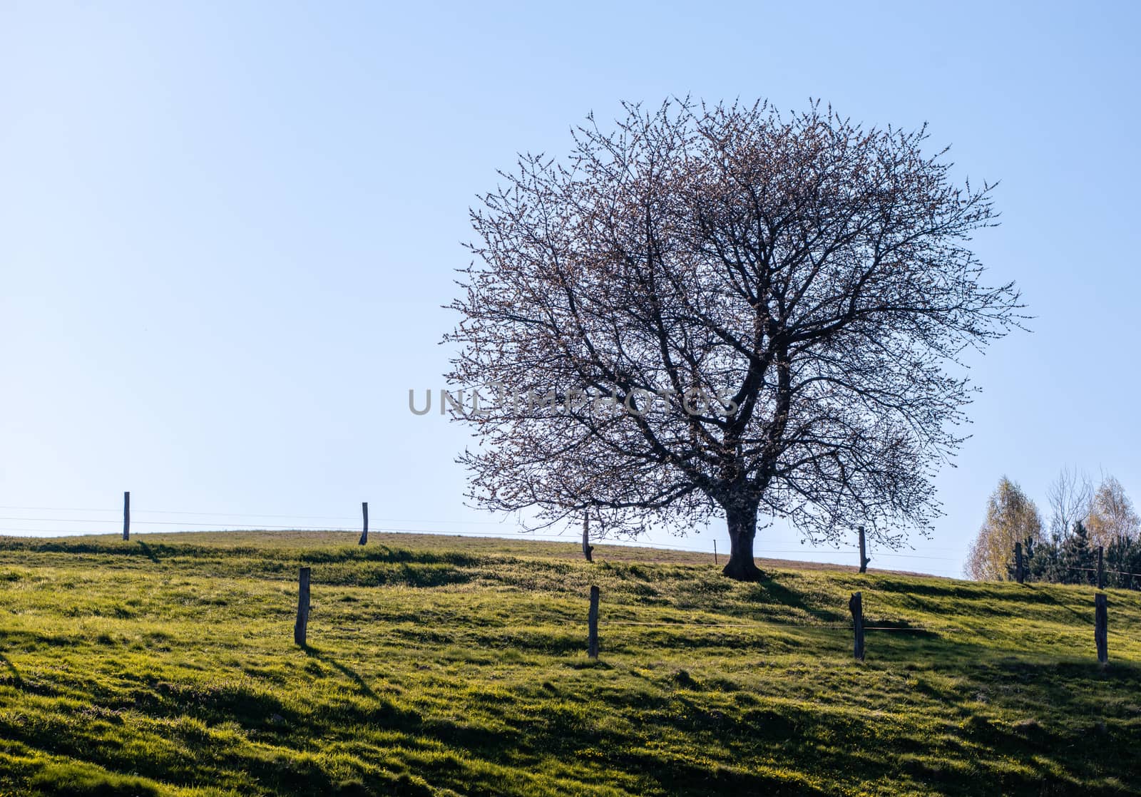 cherry tree in blossom