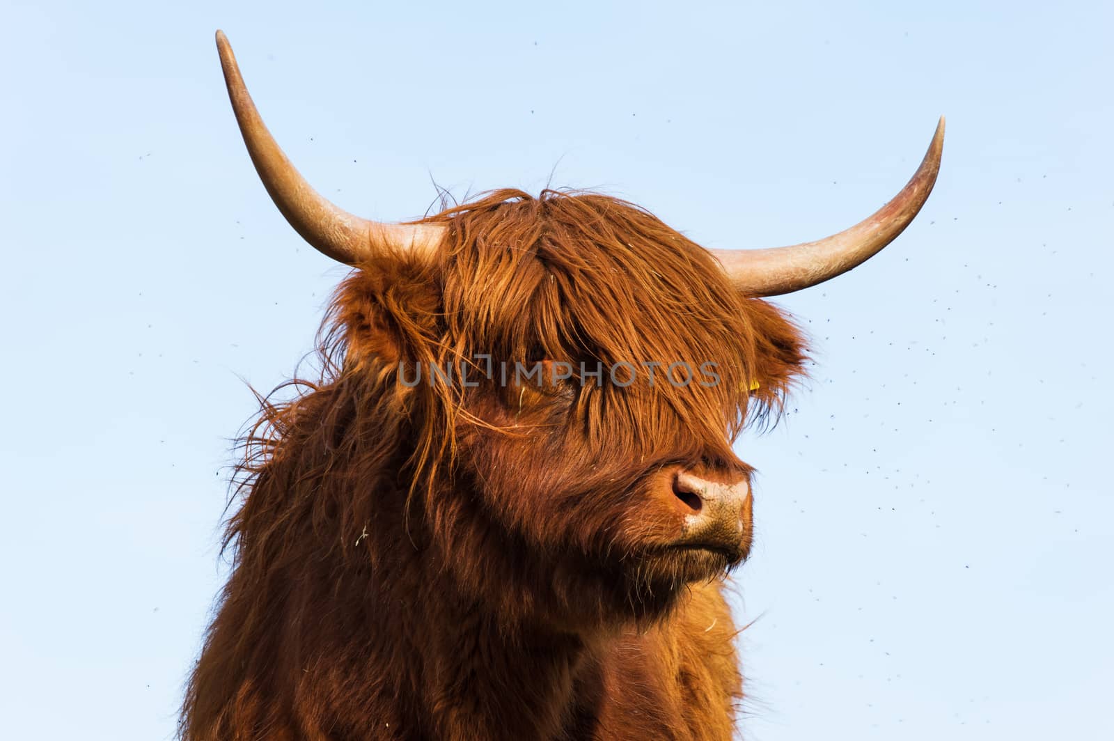 Scottish highland cattle standing on a meadow in spring