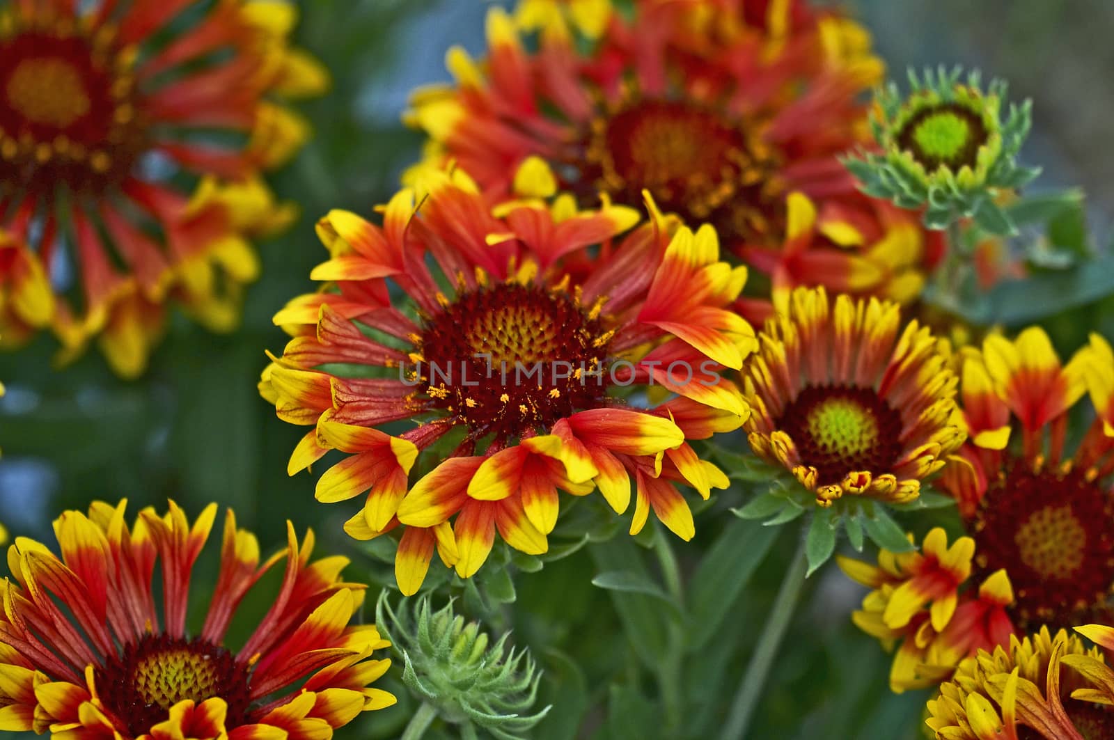 Flowering Gaillardia 'Fanfare' close up in a flower border