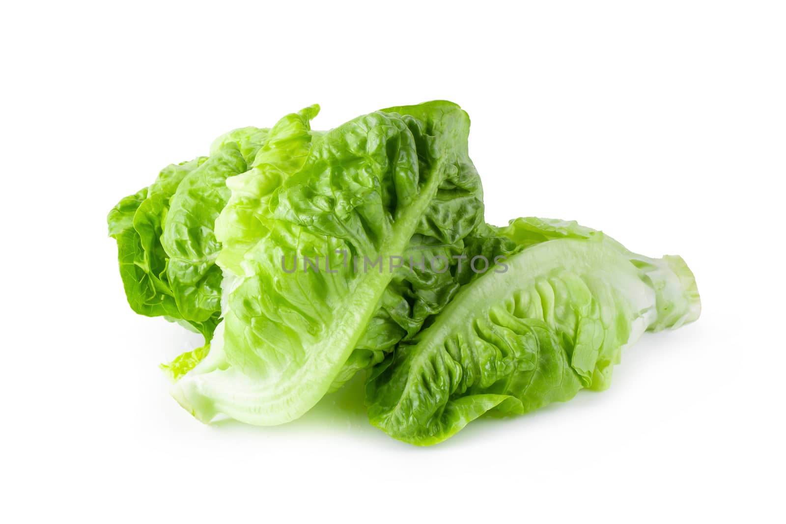 fresh baby Cos Lettuce Isolated on a White Background.