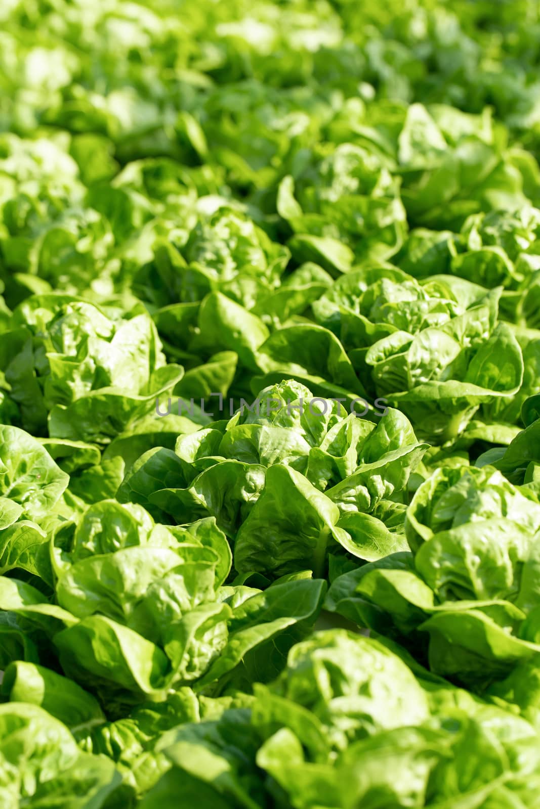 Fresh Butterhead lettuce leaves, Salads vegetable in the agricultural hydroponics farm.