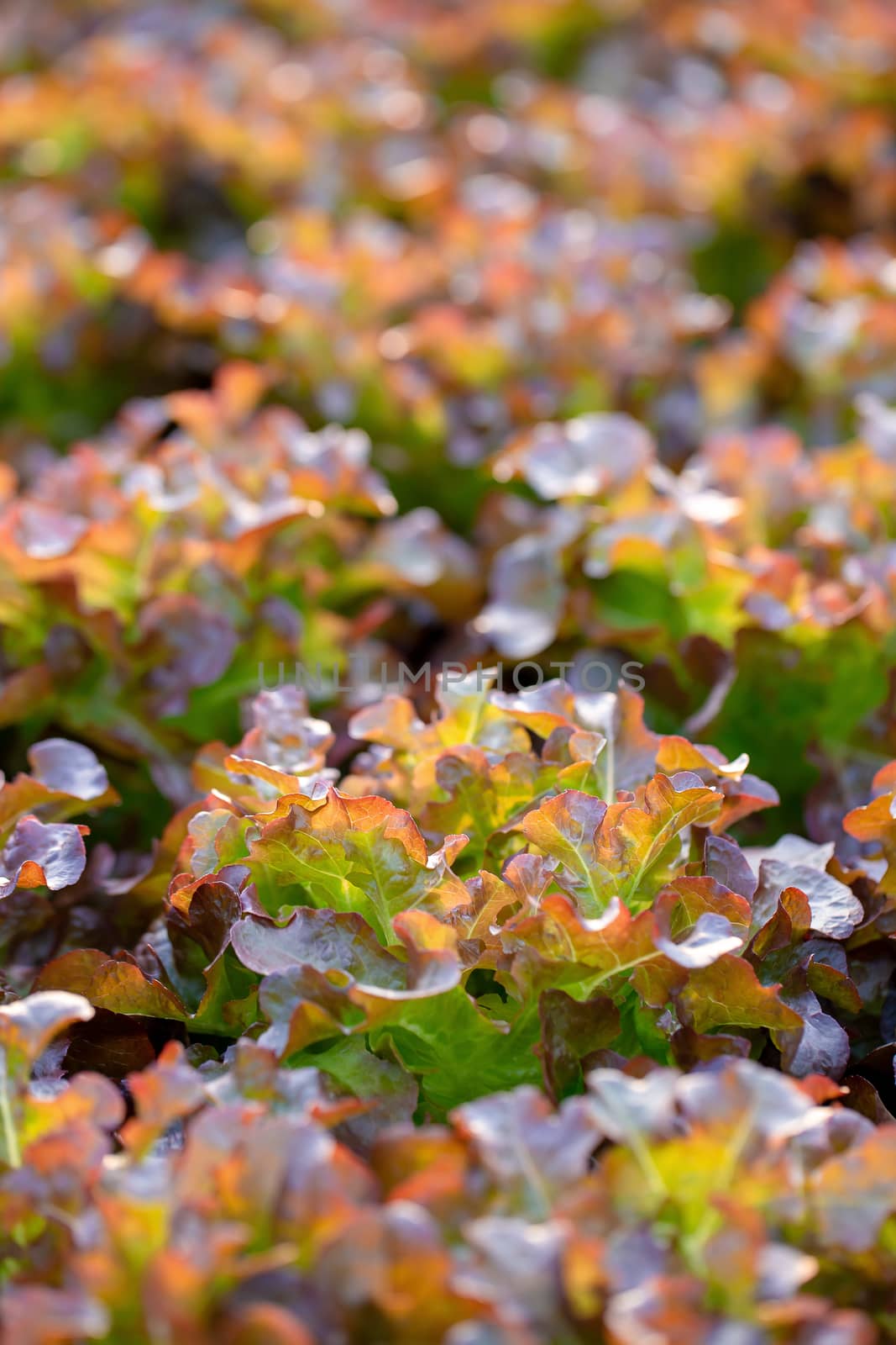 Fresh Red Oak lettuce leaves, Salads vegetable hydroponics farm.