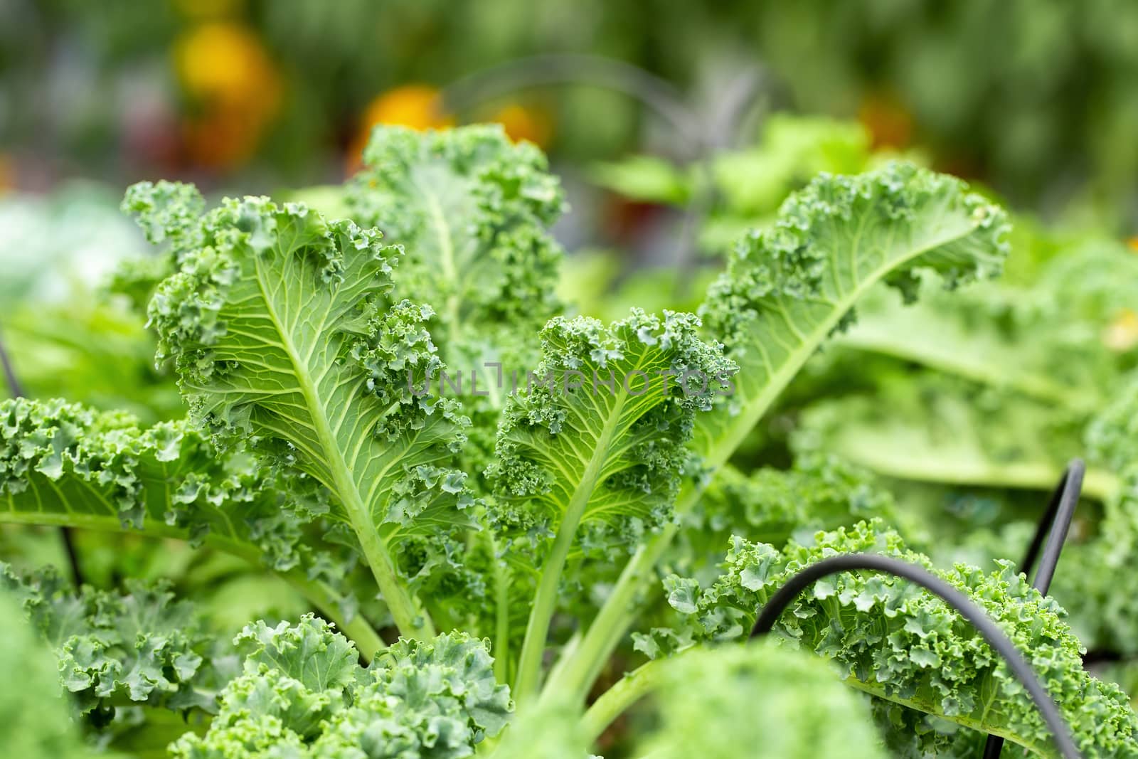 Fresh green leaves of Kale. Green vegetable leaves plant by kaiskynet