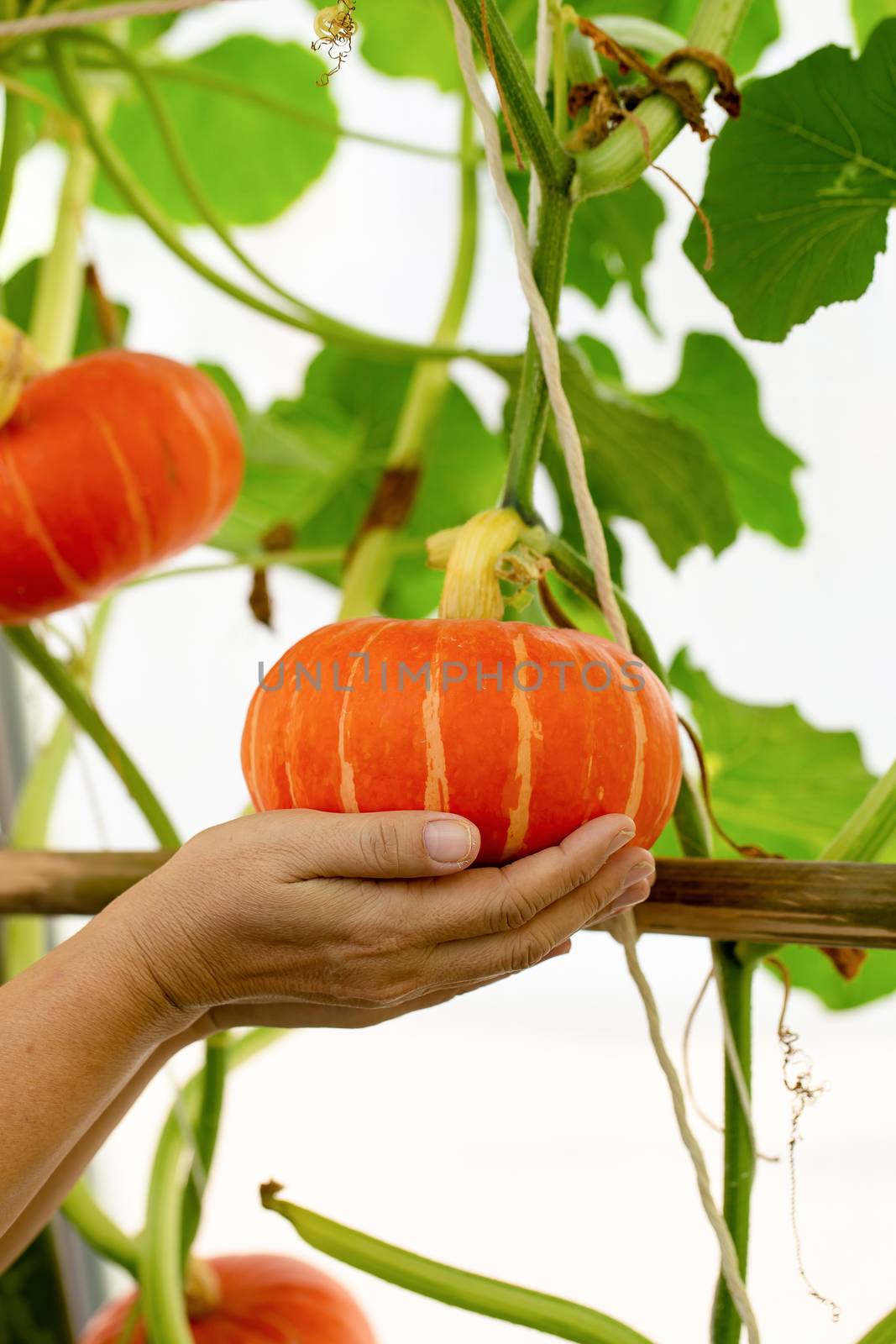 pumpkins hanging from the bamboo fence in the garden by kaiskynet